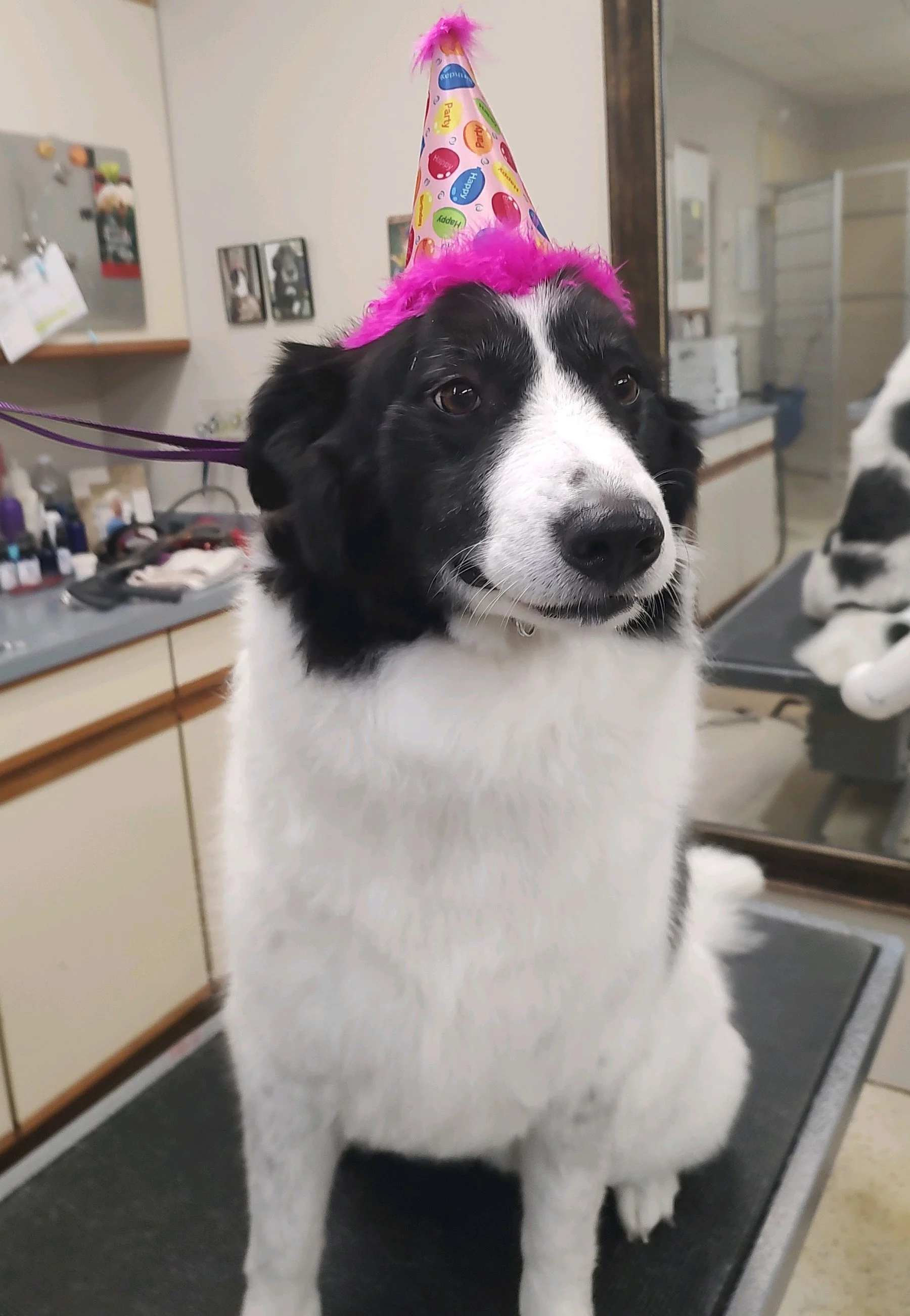 Dog Gallery — Stubby's Dog Wash and Grooming Salon