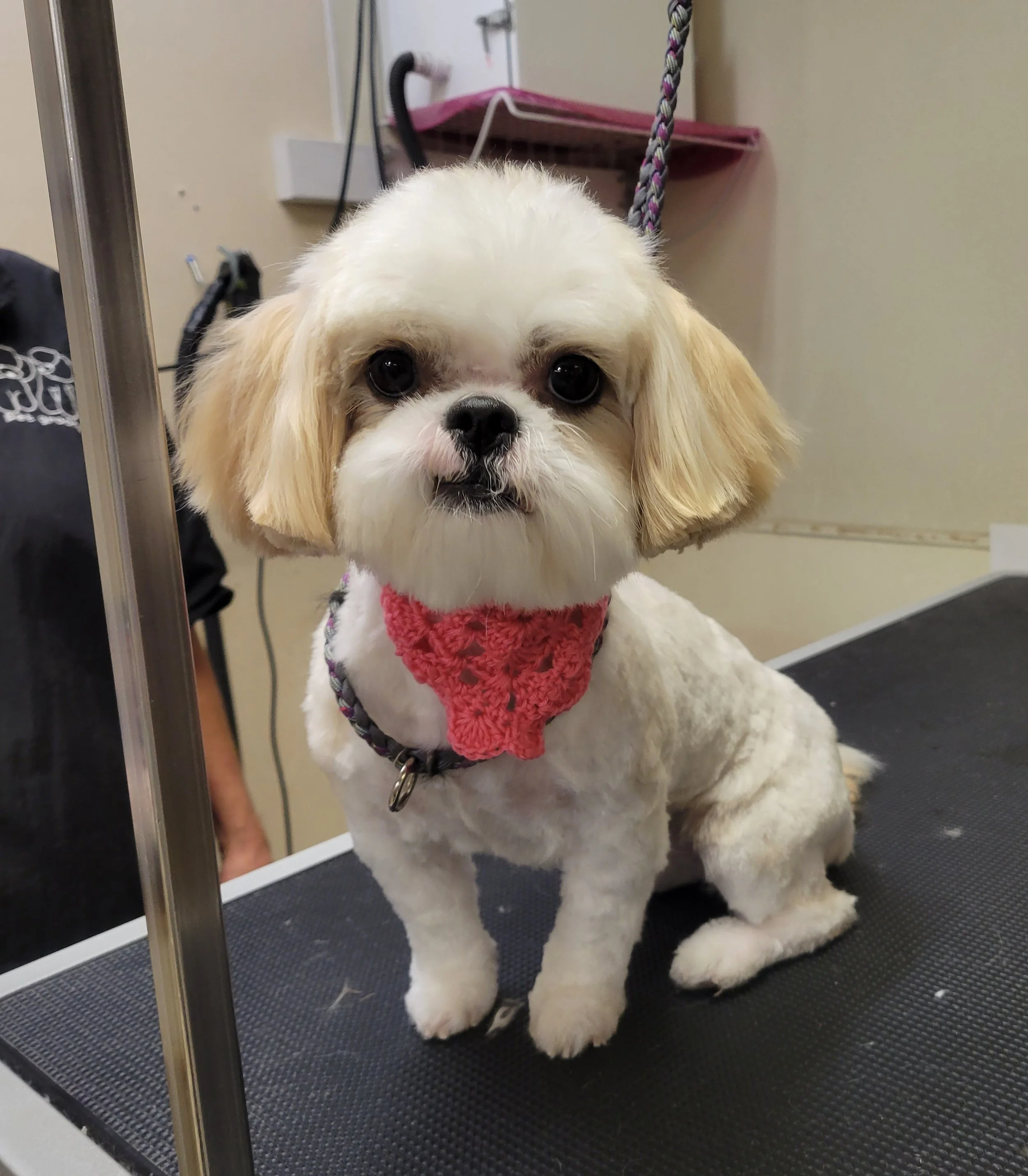 Dog Gallery — Stubby's Dog Wash and Grooming Salon