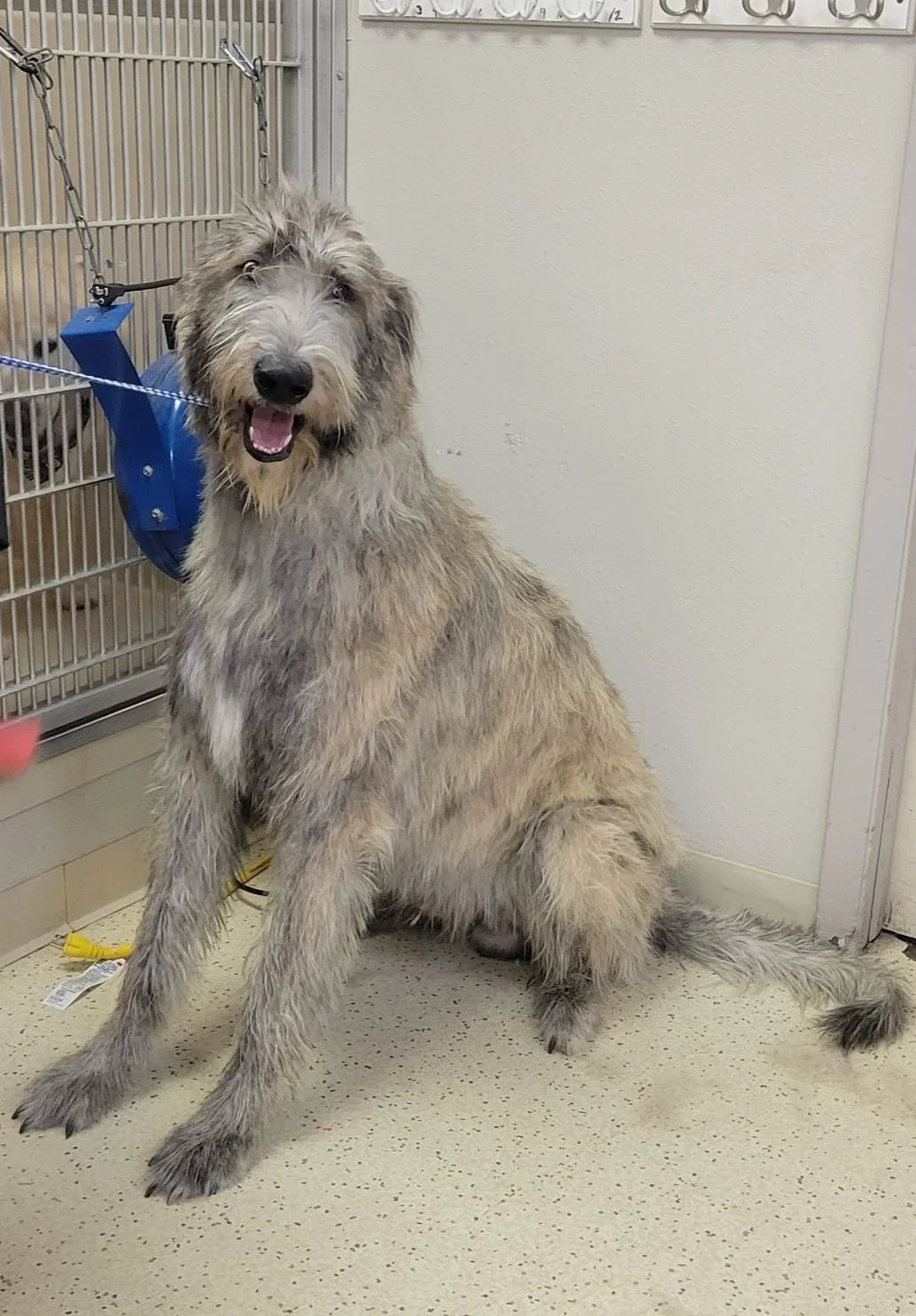 Large/Giant Breed — Stubby's Dog Wash and Grooming Salon