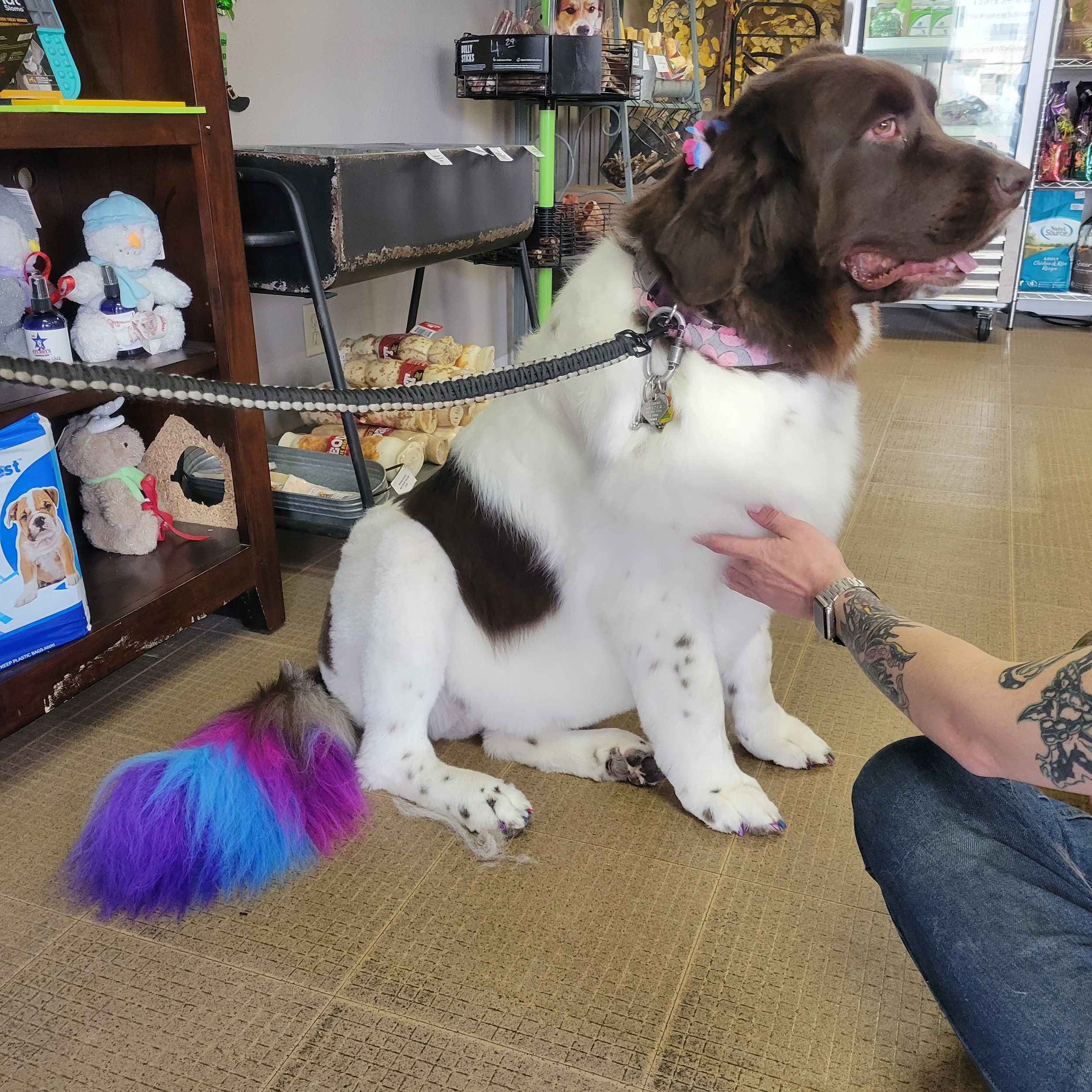 Large/Giant Breed — Stubby's Dog Wash and Grooming Salon