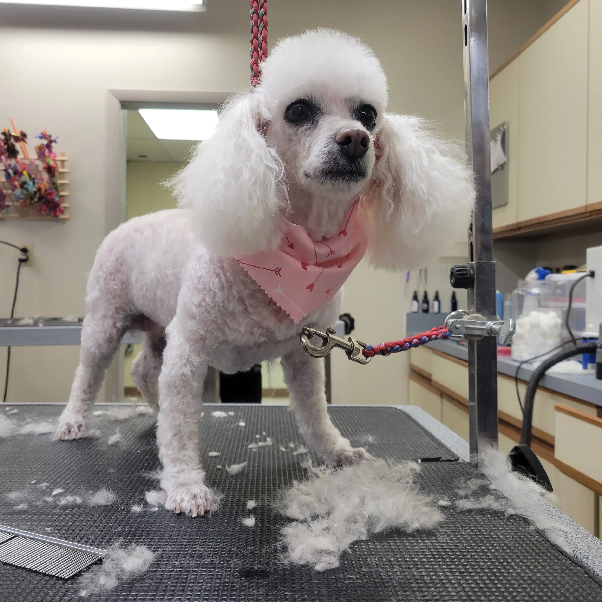Small Breed — Stubby's Dog Wash and Grooming Salon