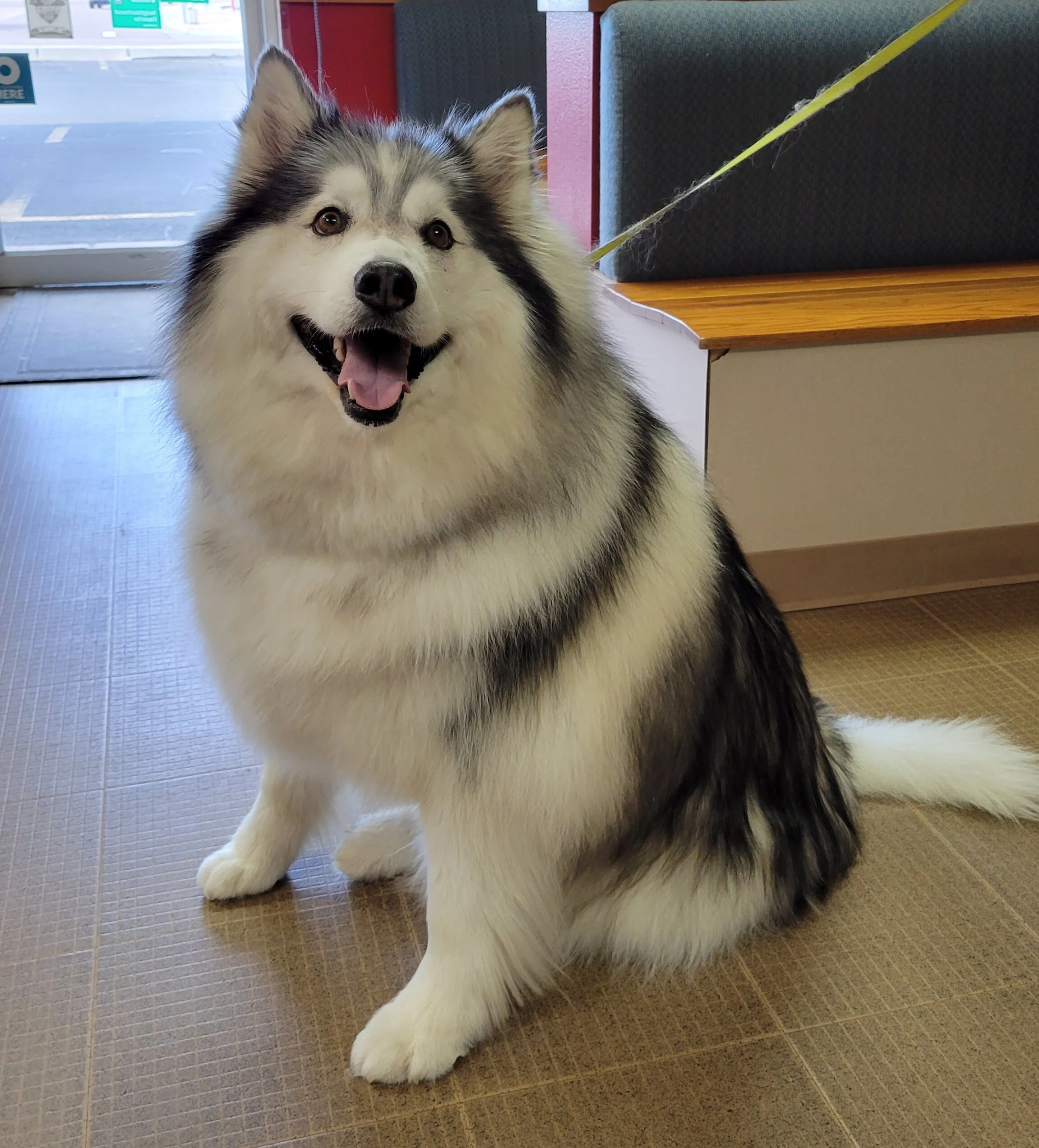 Large/Giant Breed — Stubby's Dog Wash and Grooming Salon