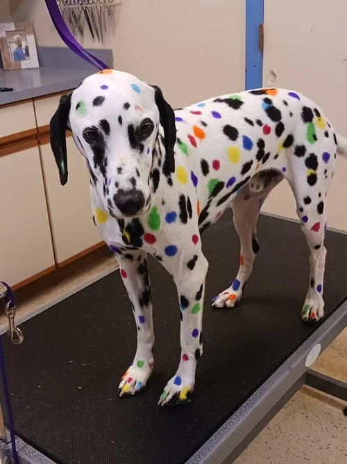 Contact — Stubby's Dog Wash and Grooming Salon