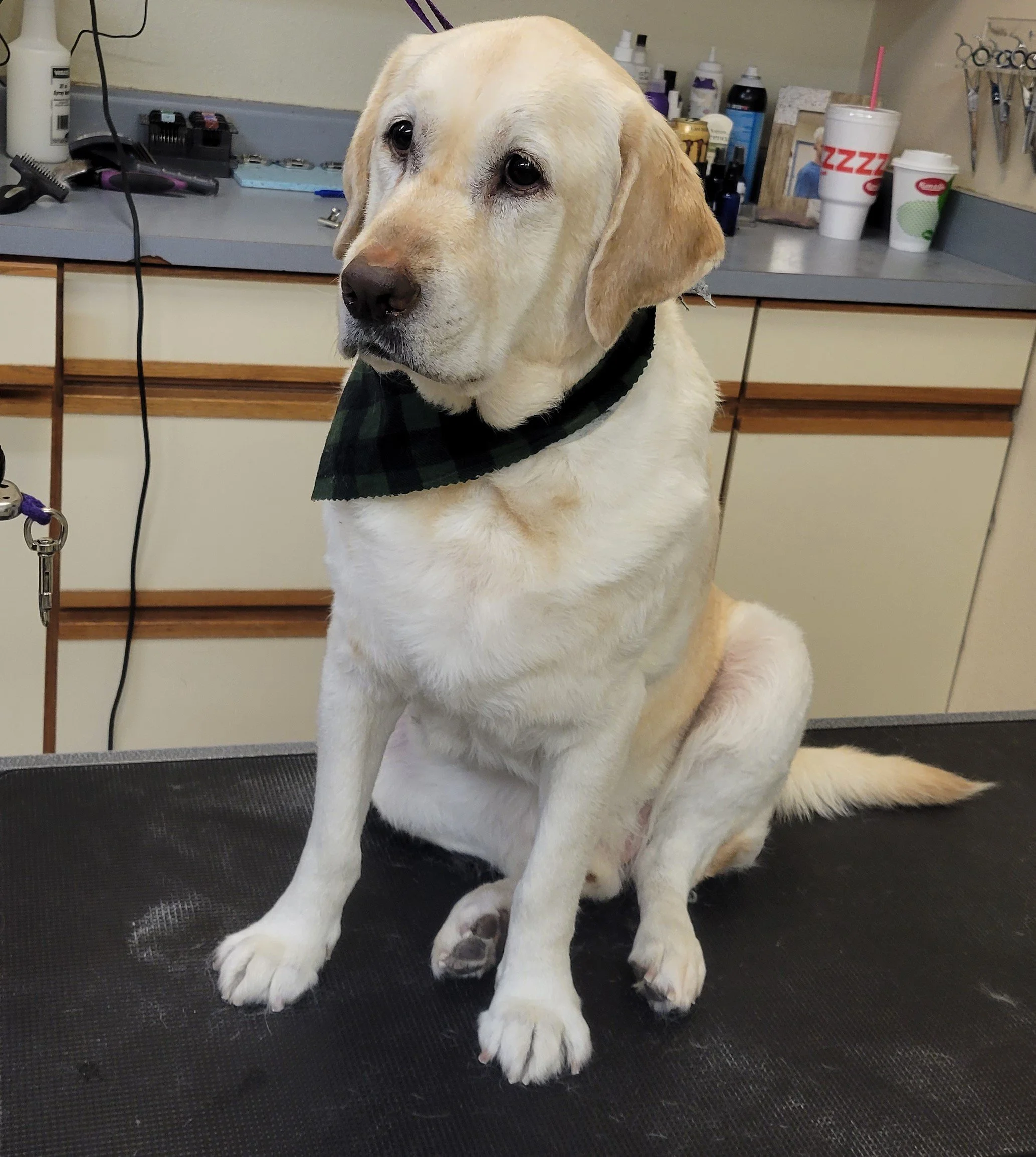 Spa/Bath/Deshed — Stubby's Dog Wash and Grooming Salon