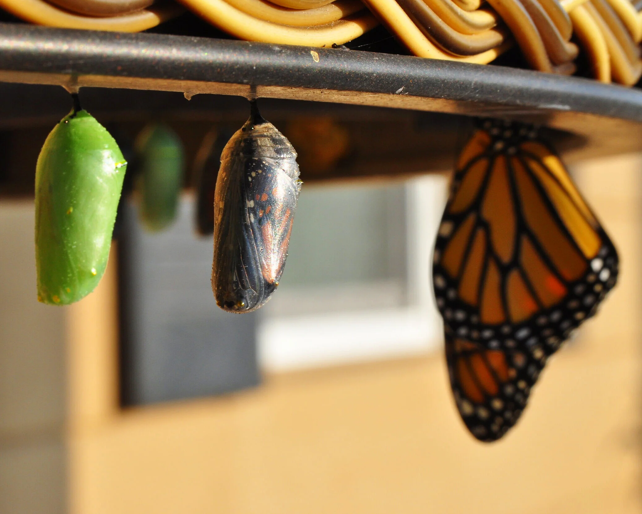 Close-up of a monarch butterfly emerging from its chrysalis hanging from a furniture underside, with a green and an opened monarch chrysalis also visible.