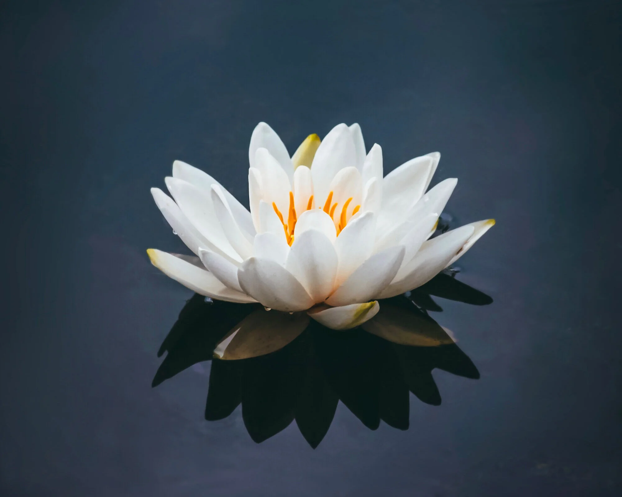 White water lily floating on dark water with reflection
