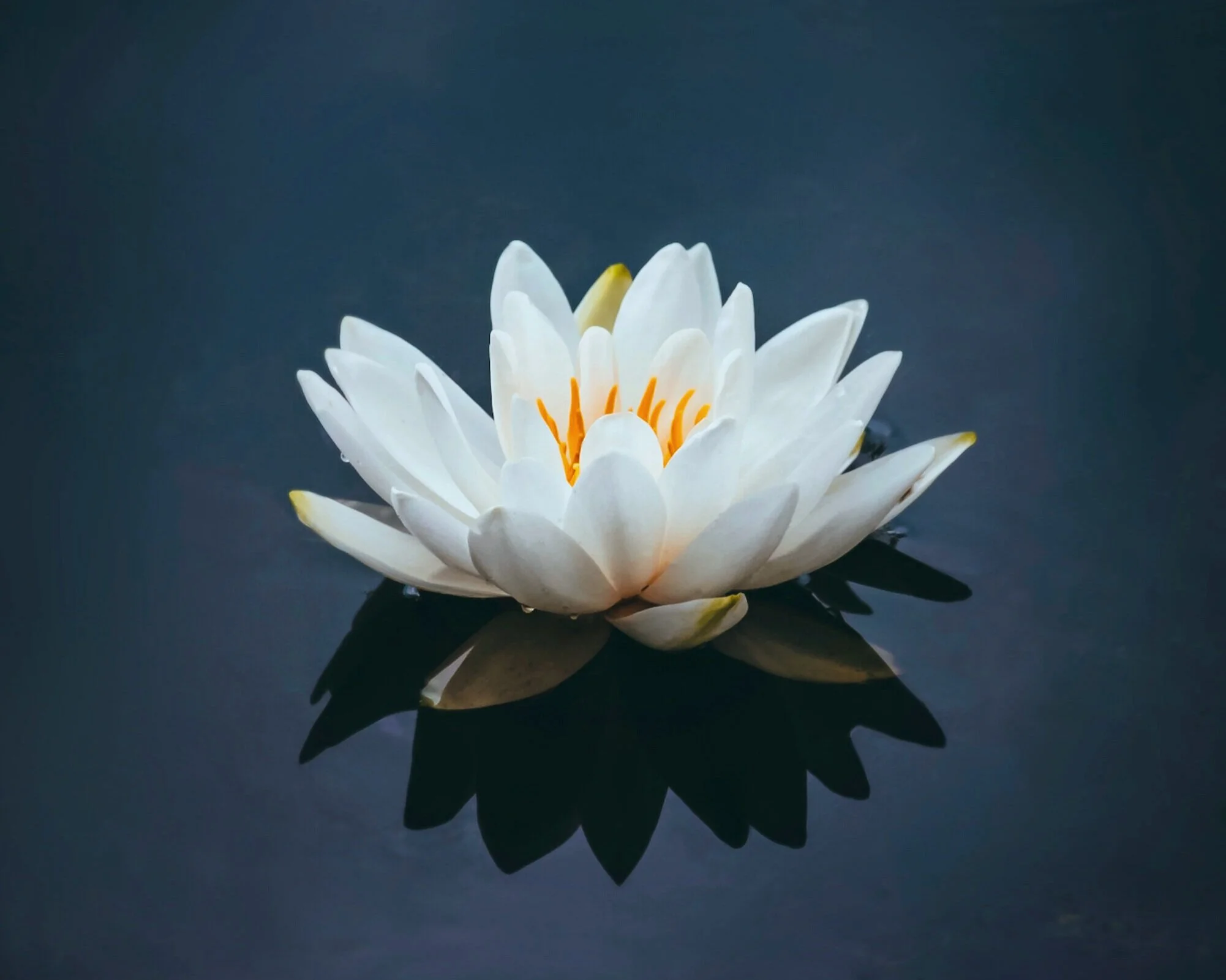 White water lily with yellow stamens floating on dark water, casting a reflection.