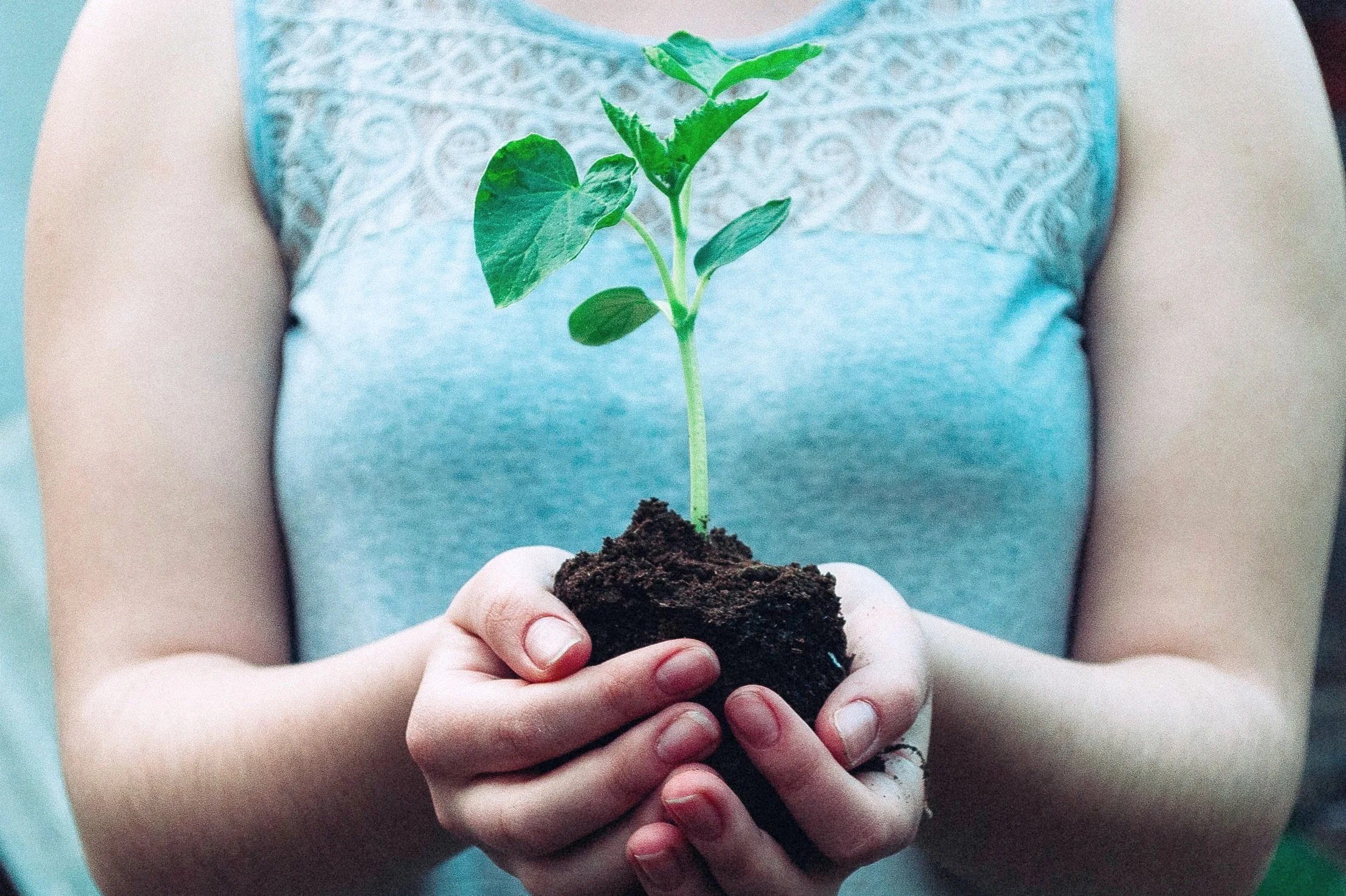 Person holding a small green plant with soil in hands.