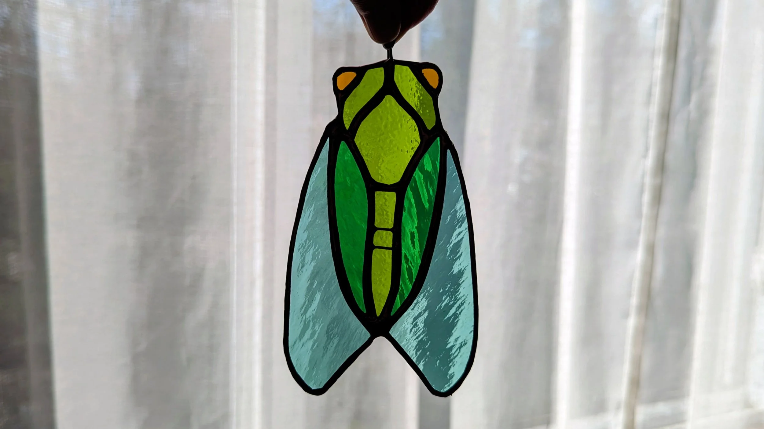 cicada window.jpg