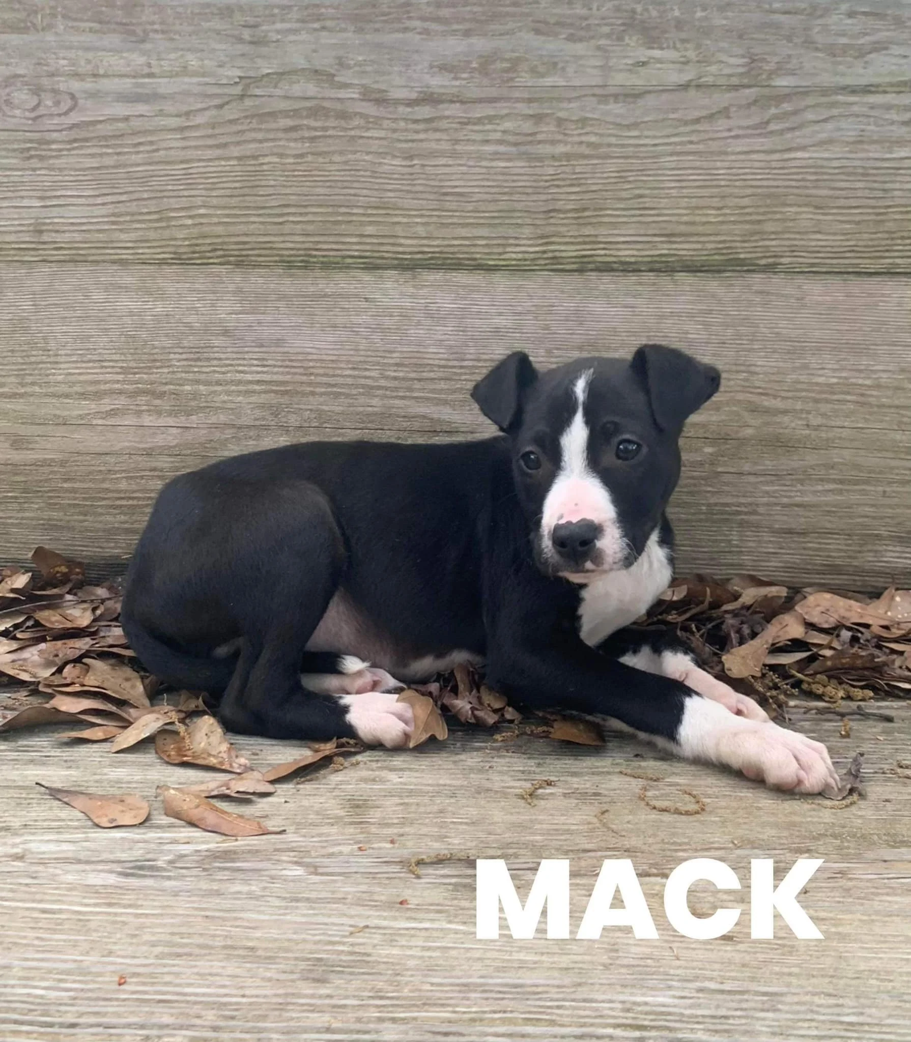 Mack