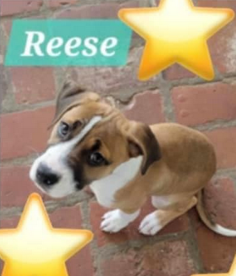 Reese