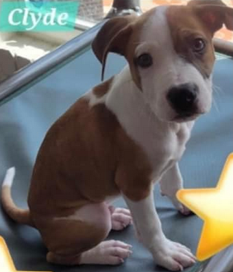 Clyde