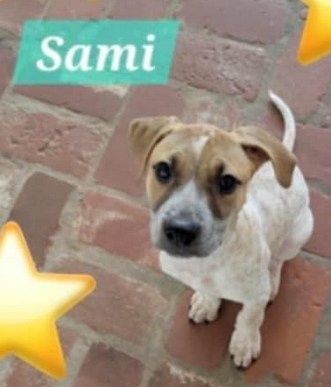 Sami