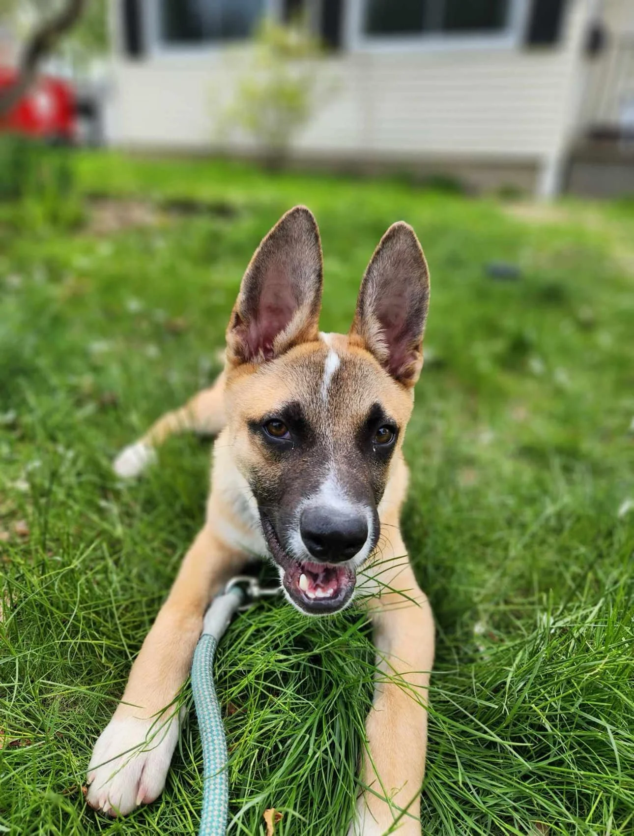 Ollie