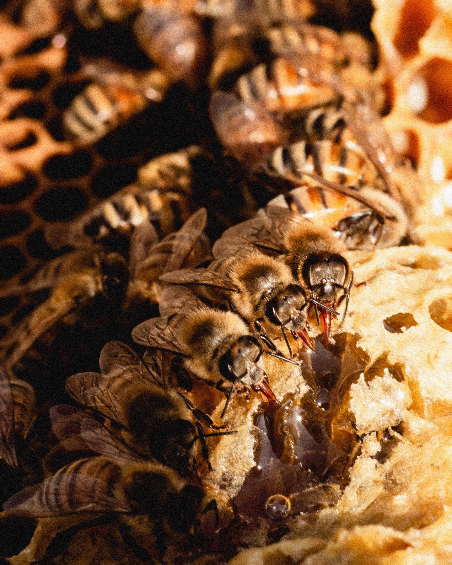 where everybody knows your name 🍻
a honey bee’s tongue is a straw-like structure called the proboscis 👅 here they are pictured eating honey but the proboscis is also crucial in the honey making process 🍯 nectar is passed from bee to bee wi