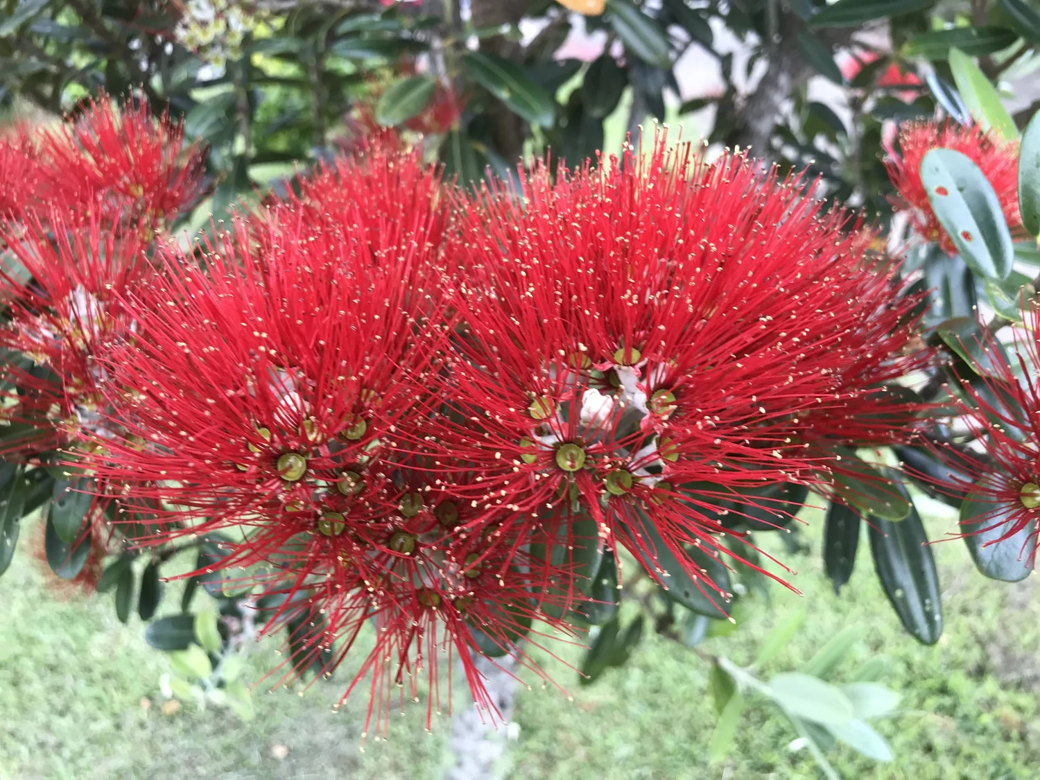 Wholesale New Zealand Native Tree Nursery — Tawa Road Native Nursery