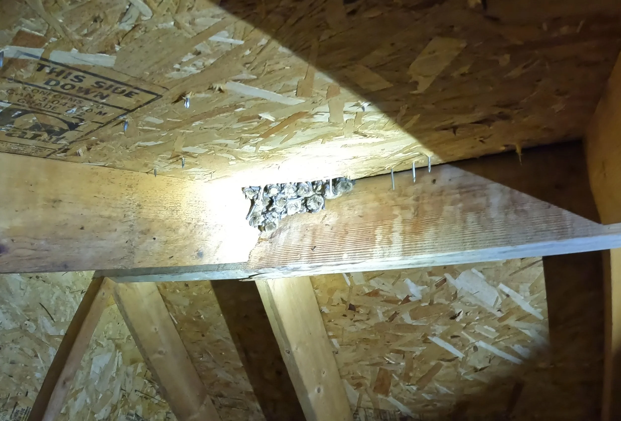 Here’s What a 10+ Year Bat Infestation Looks Like — Community Pest ...