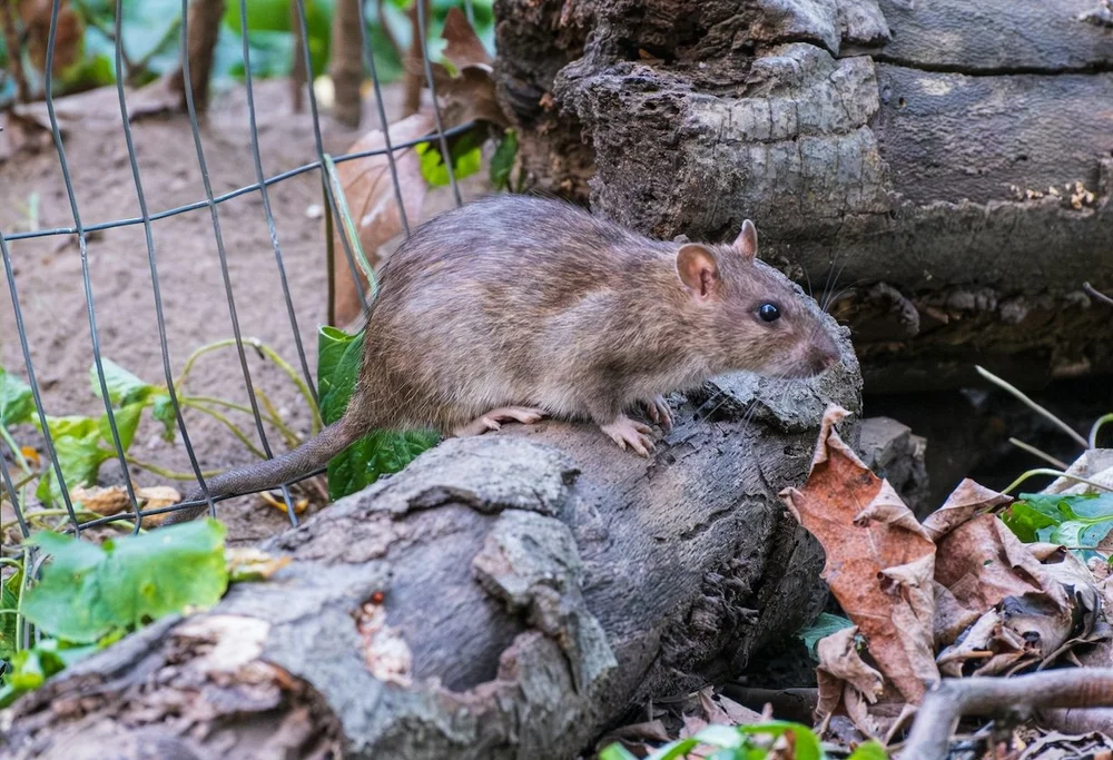 Ann Rats Climate Change Effects on Ann Arbor Pests – Community Pest Solutions ...