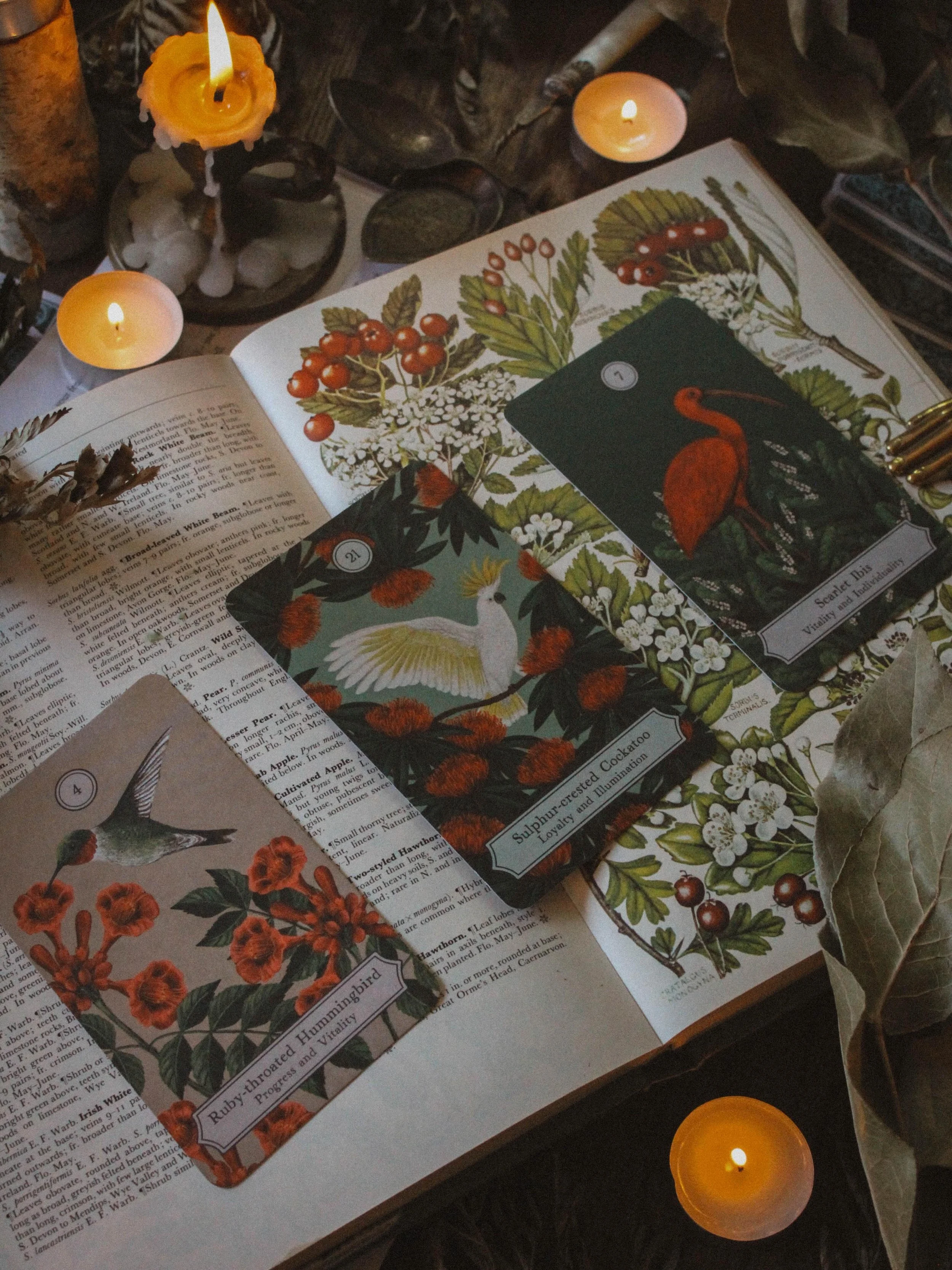 ✨Introducing The Wisdom of the Birds✨

I love birds so when @rizzolibooks reached out about reviewing this deck, I was all too happy to say yes and I&rsquo;m glad I did. I

&lsquo;m also a huge fan of Rizzoli coffee table books so I was eager to see 