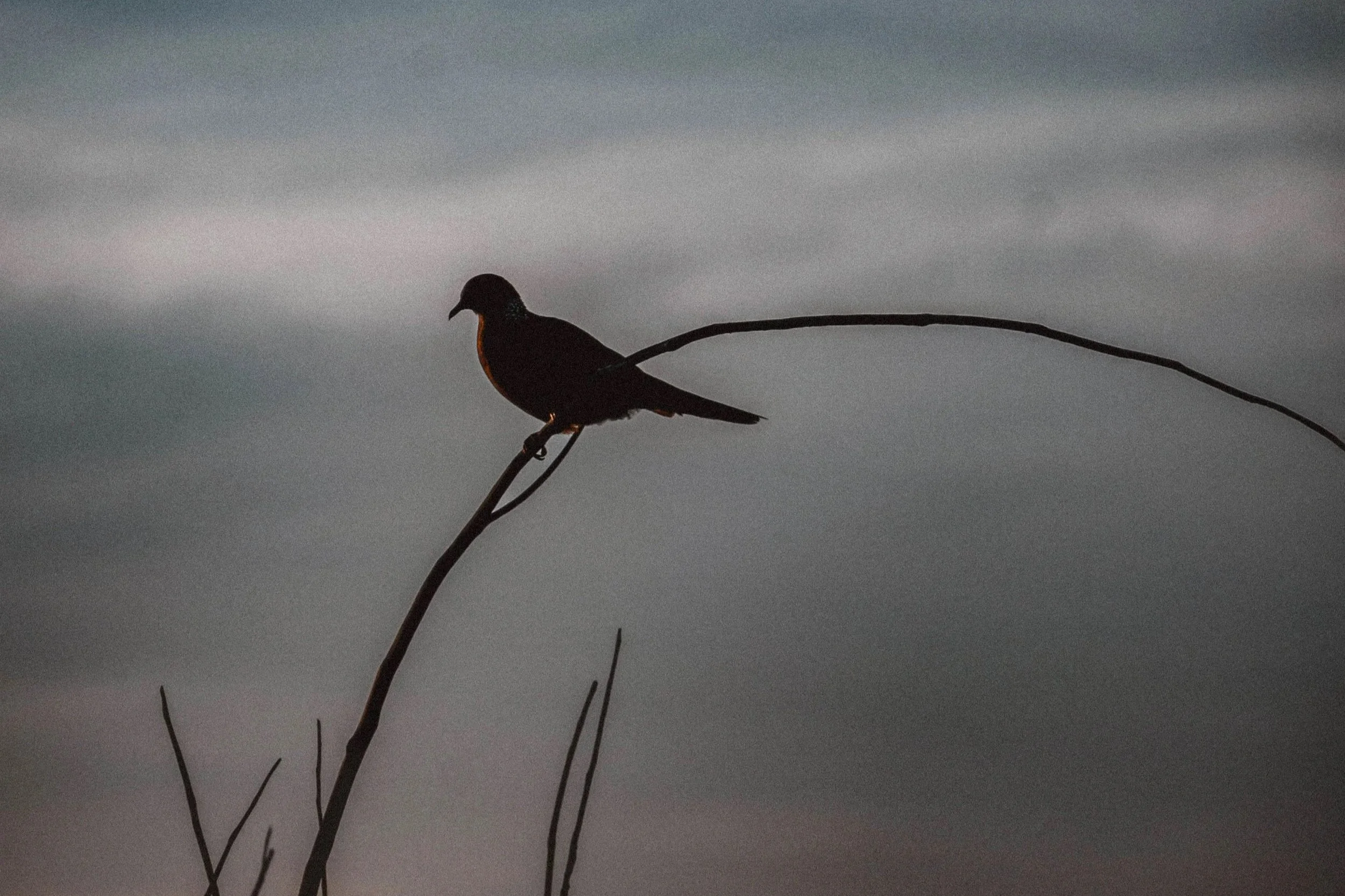 Daily Oracle Pulls: December 8 - 14