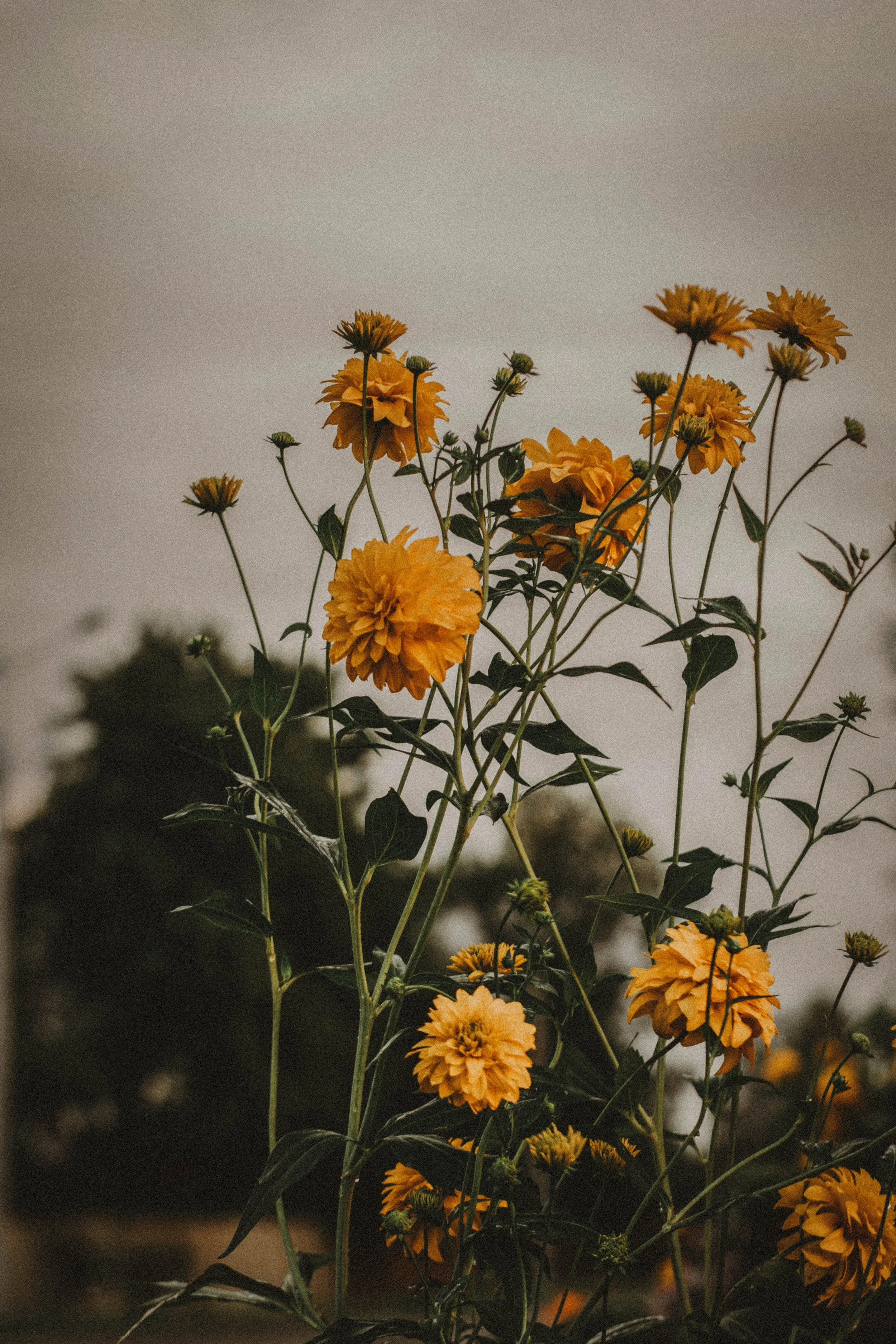 Daily Oracle Pulls: April 13-19