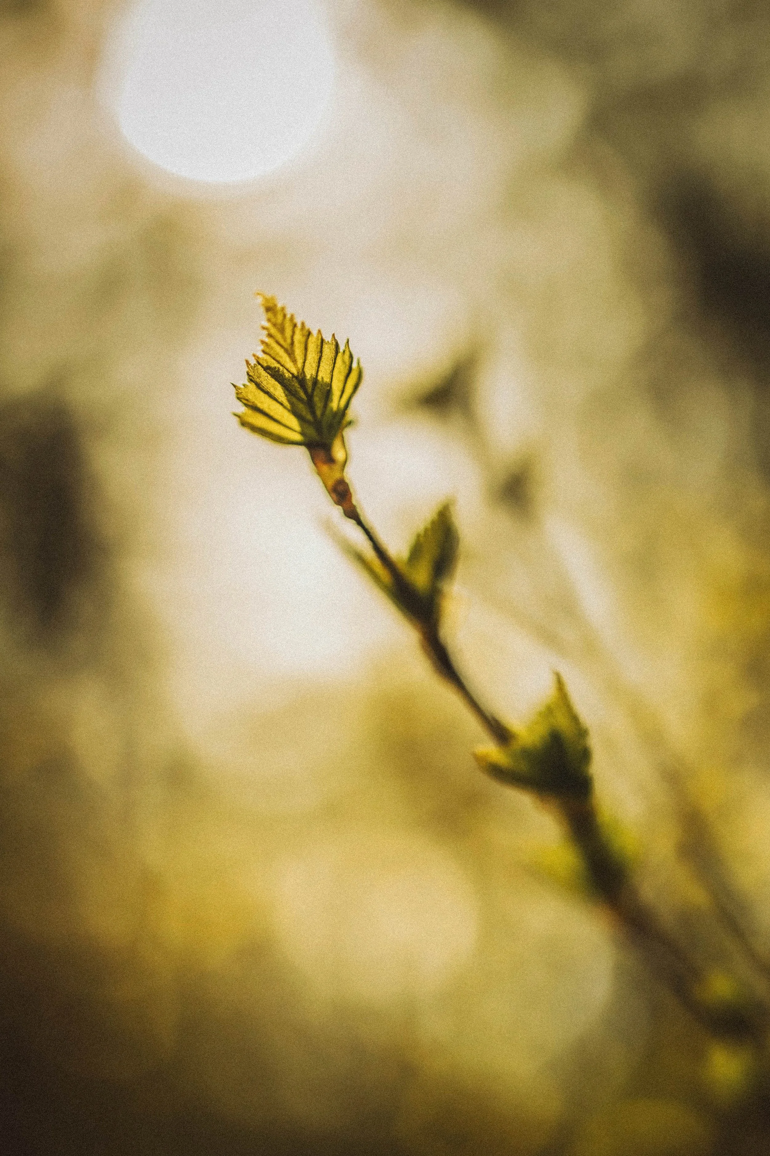 Daily Oracle Pulls: April 6-12