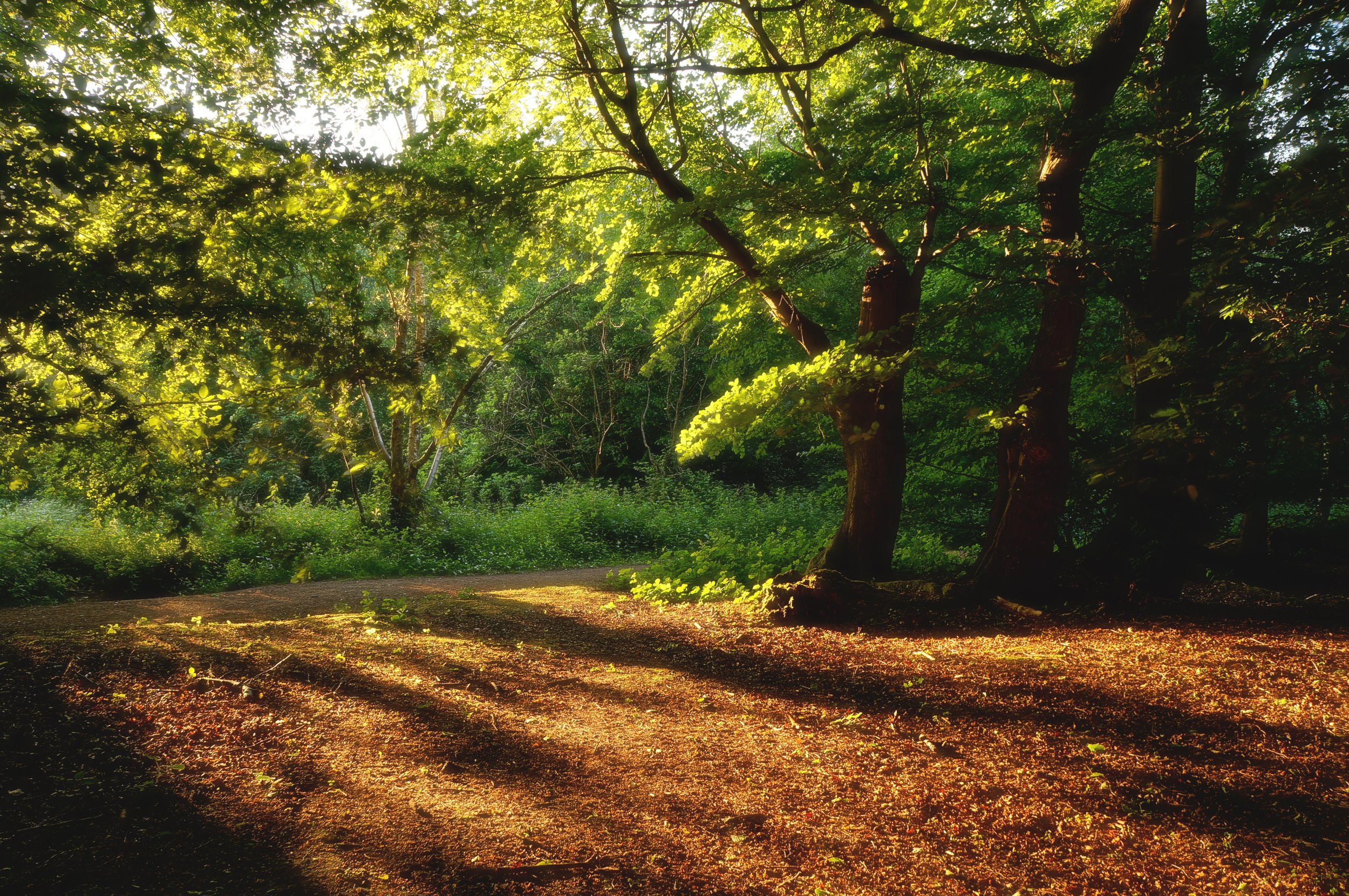 uk-epping-forest-nautre-photography-dusk-sunray-freeman-fung-fairy-tale-soft-light.jpg