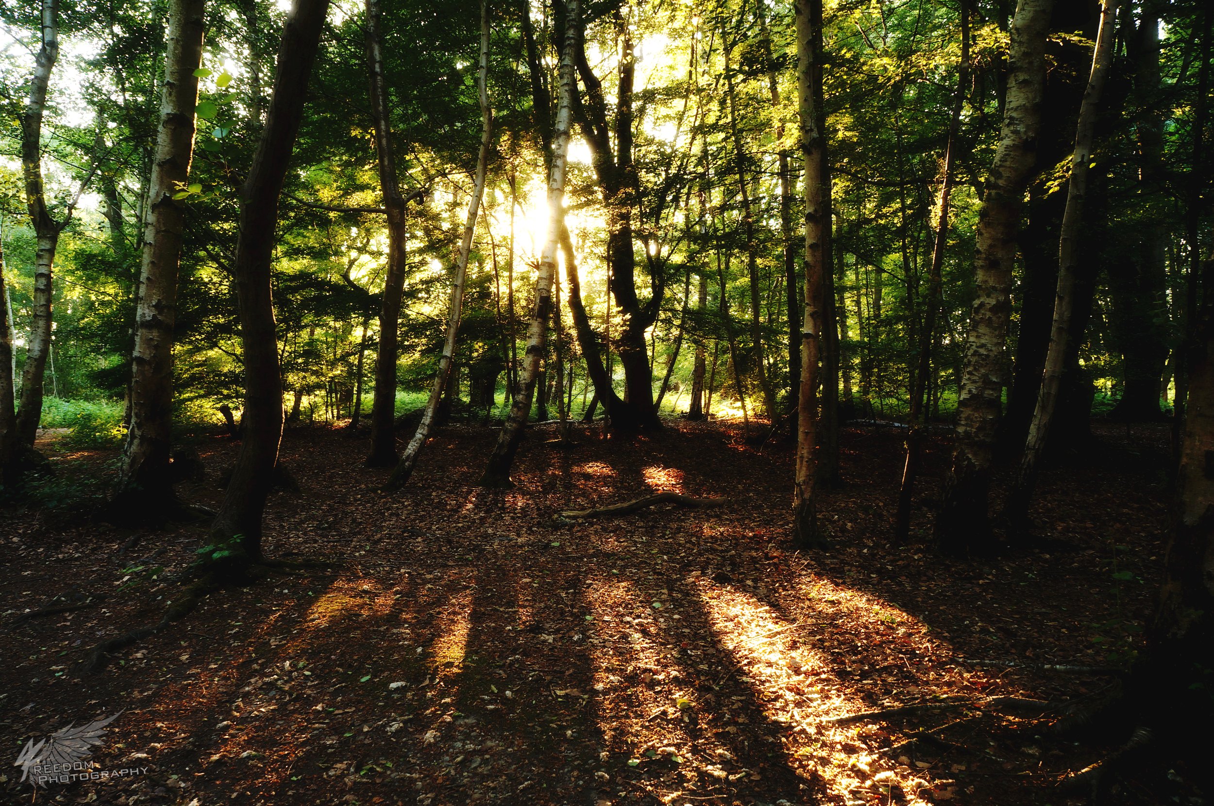 uk-epping-forest-nautre-photography-dusk-sunray-freeman-fung.jpg