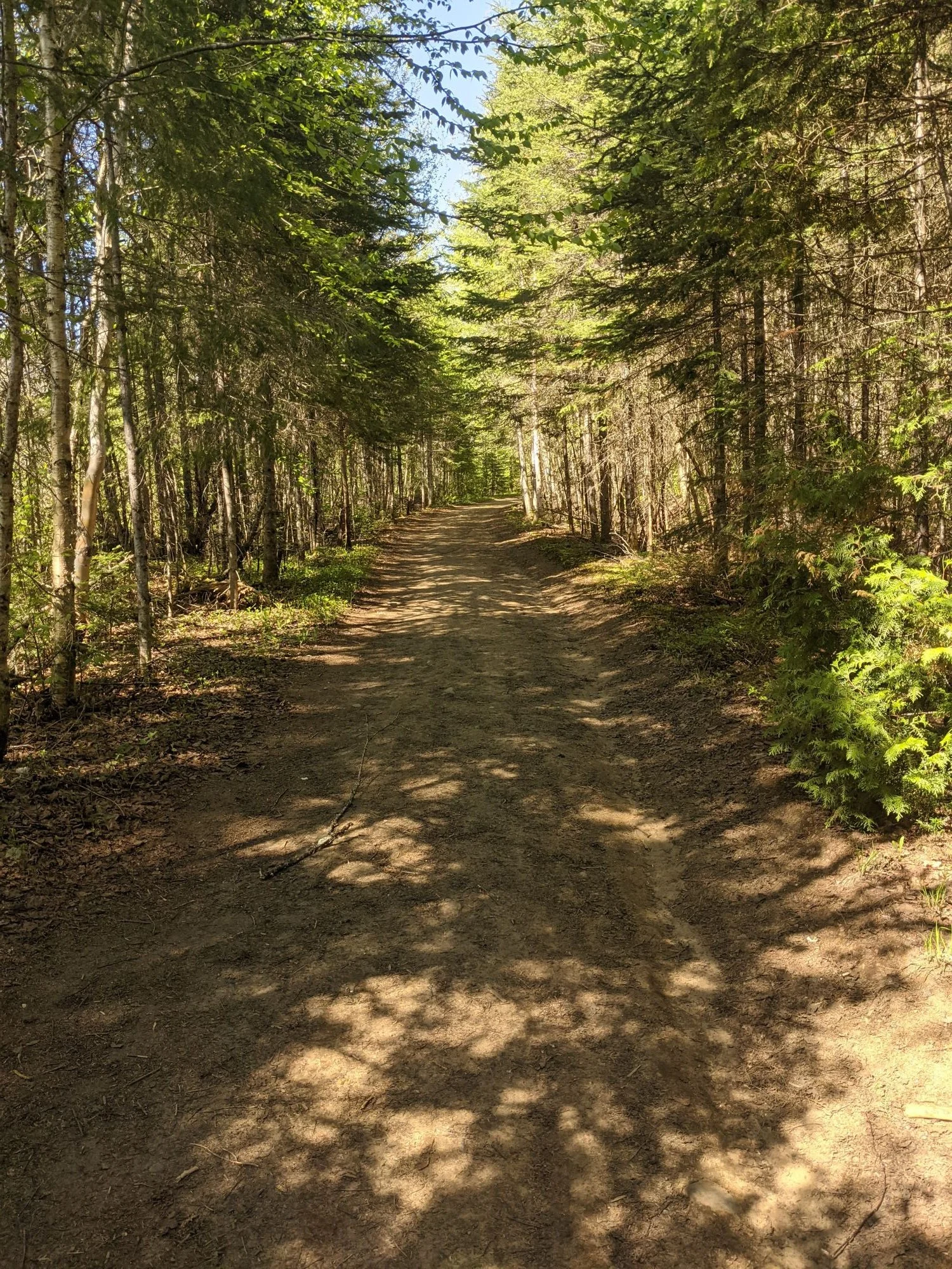 Sentier en forêt, photo prise par Stéphanie Gamache