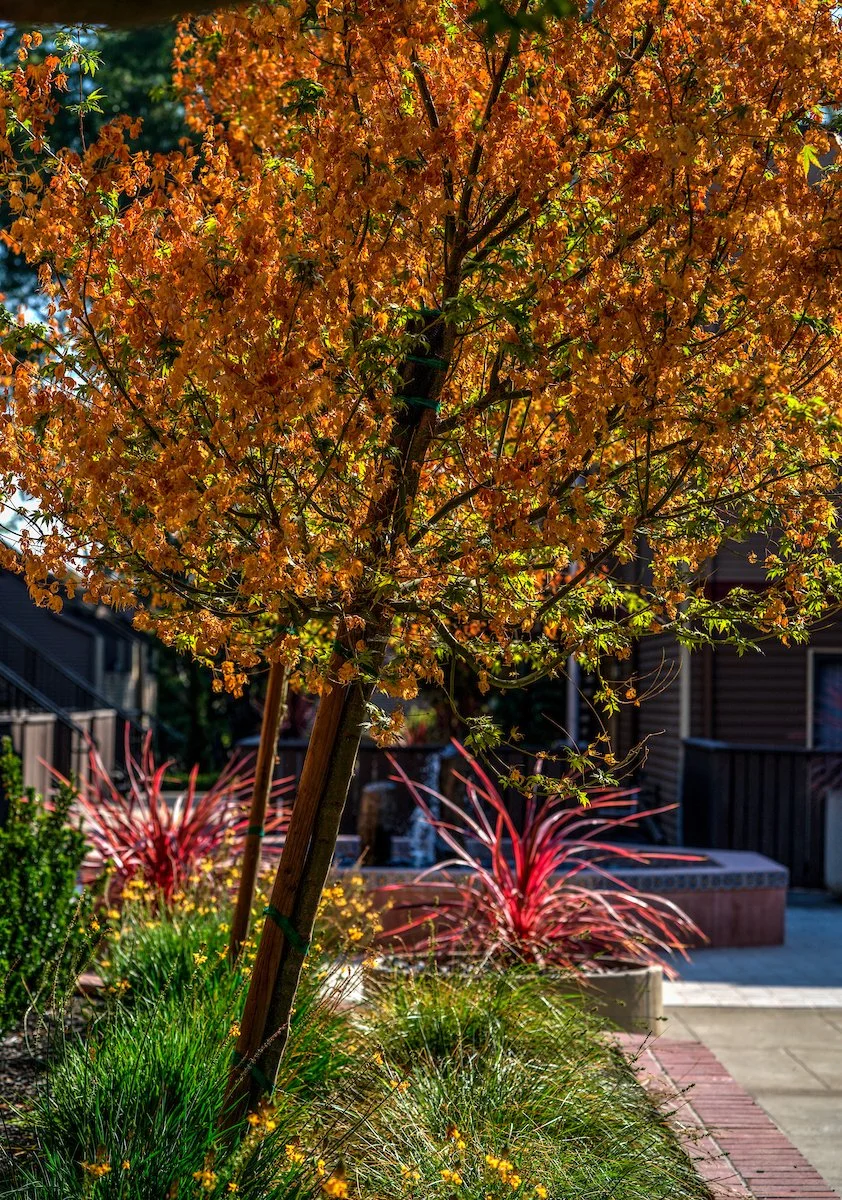 Woodchase Apartments