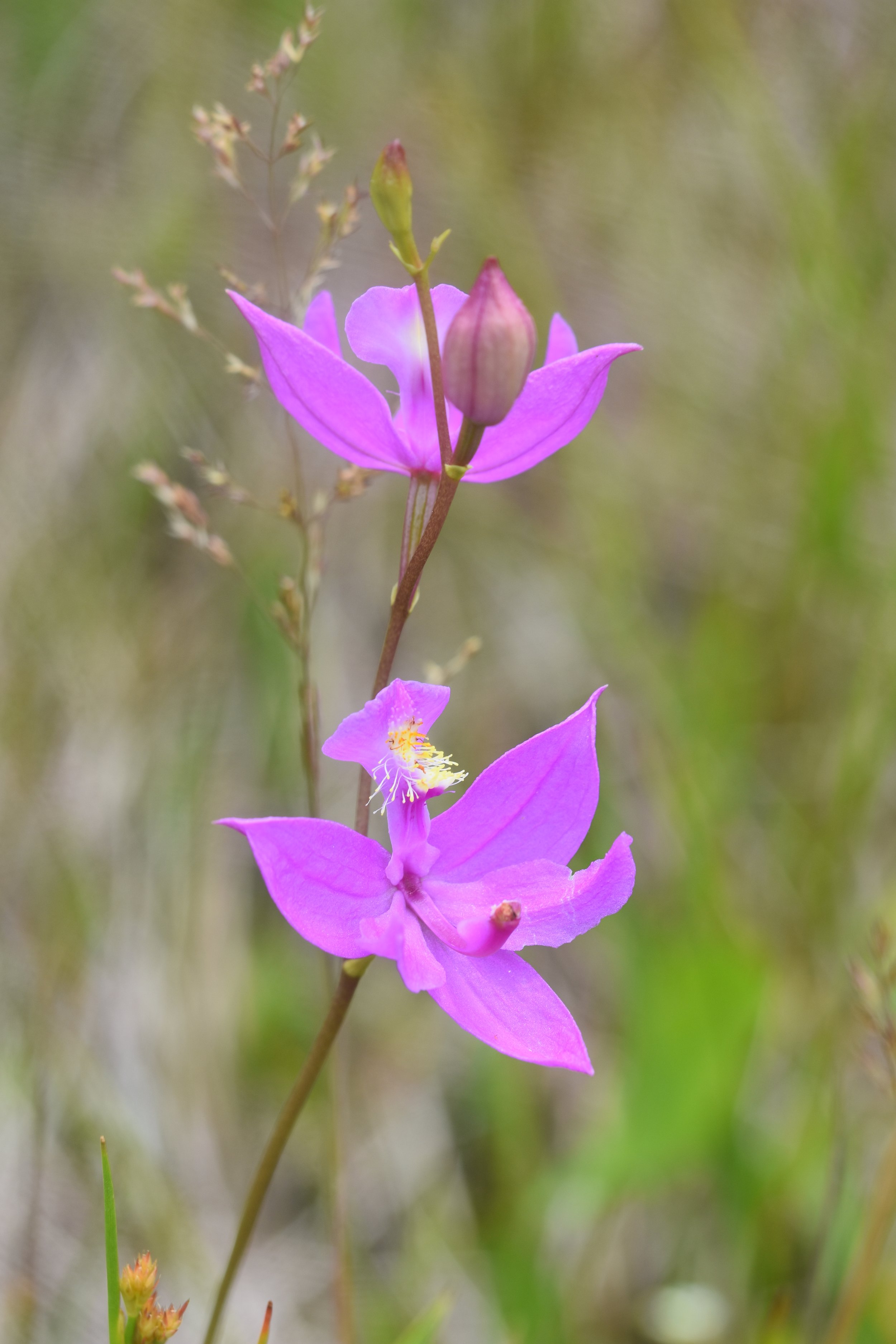 Grass pink orchid