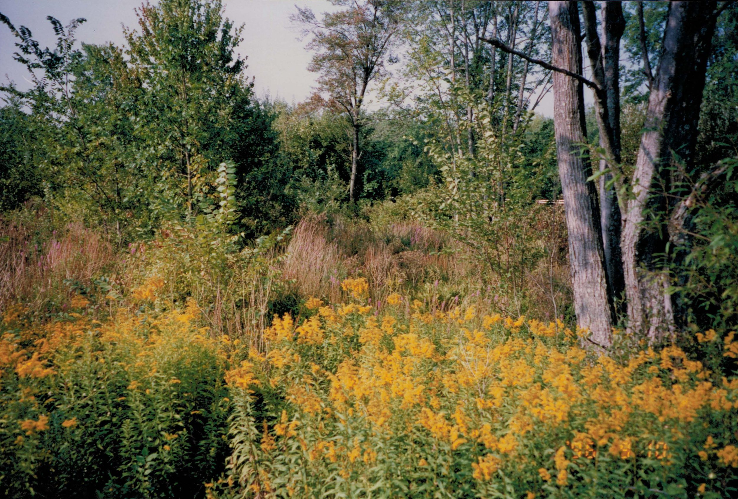AHWetlandsCreation_1996_wetlandflora.jpg