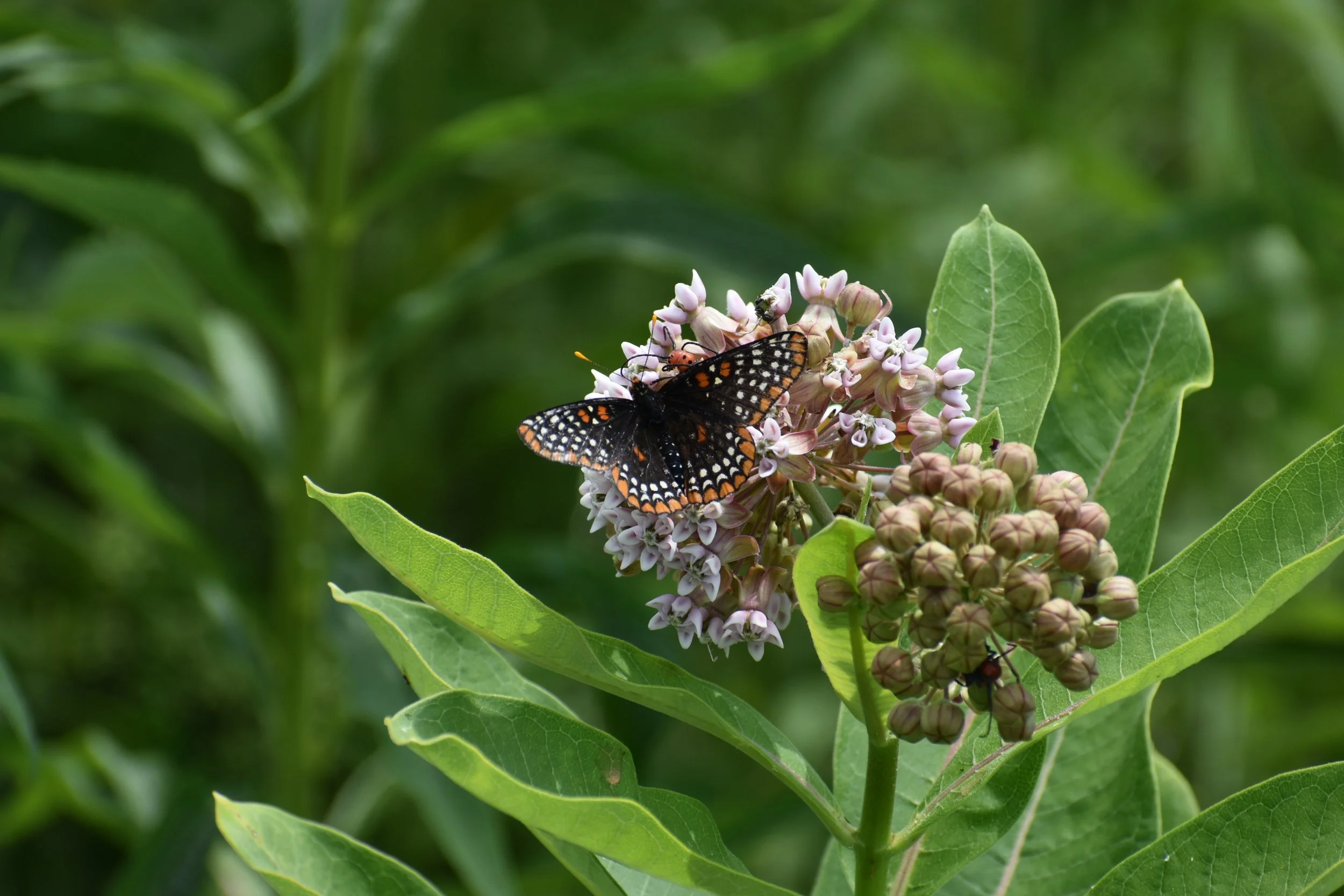 PCA Morning Coffee: How Development Impacts the Biodiversity of Our Region