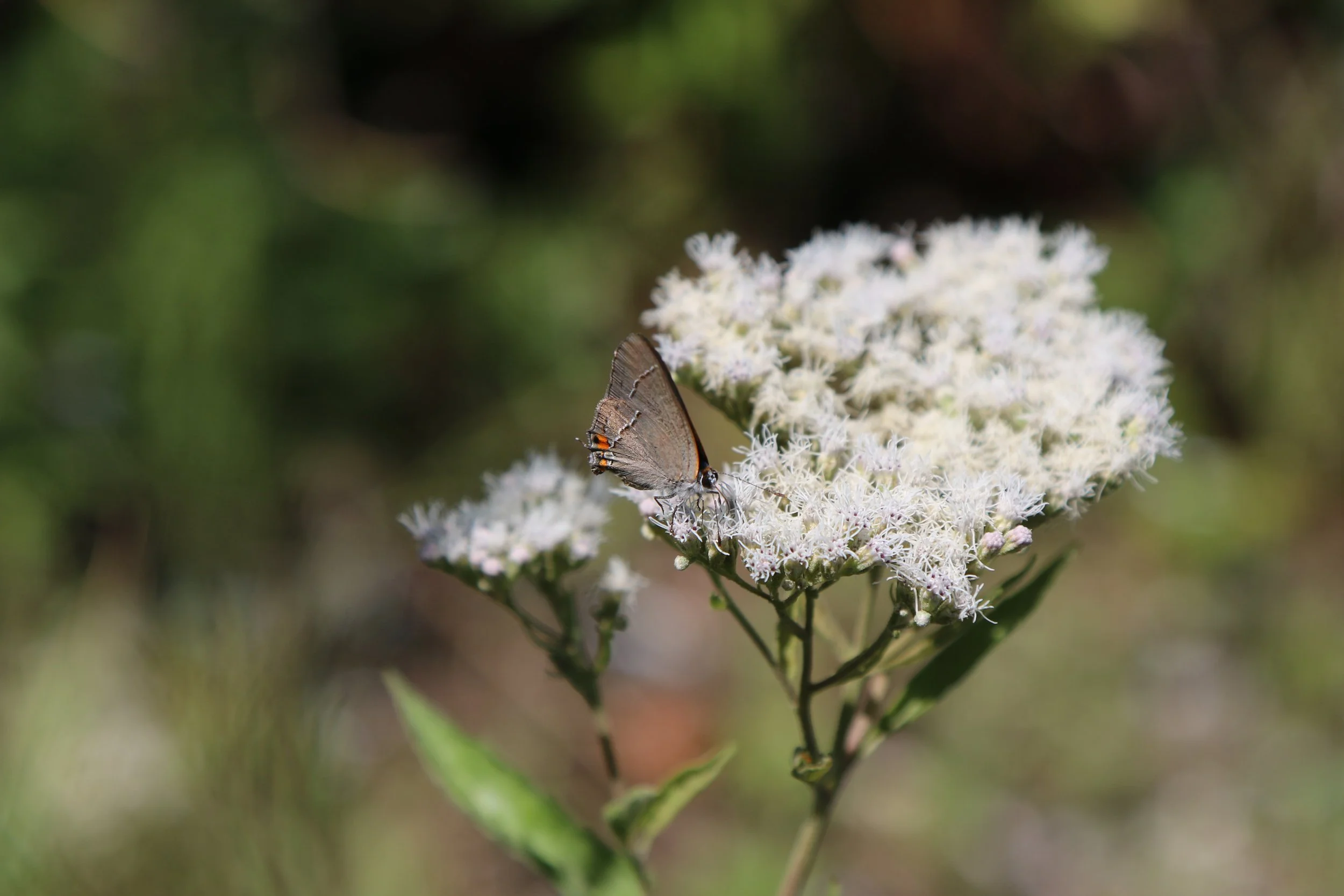 Butterfly Survey at Newtown Creek - now published