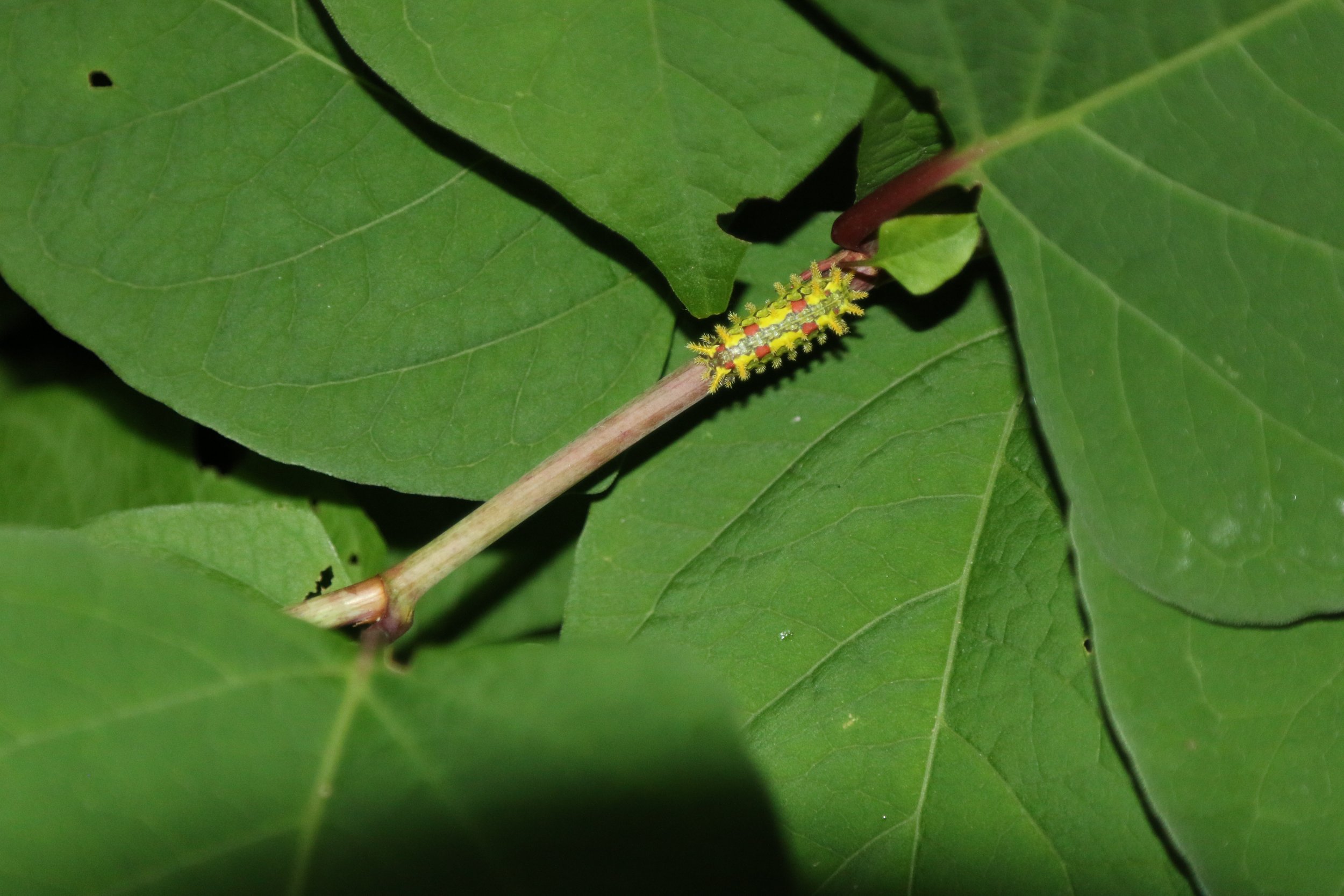 spiny oak slug caterpillar on knotweed