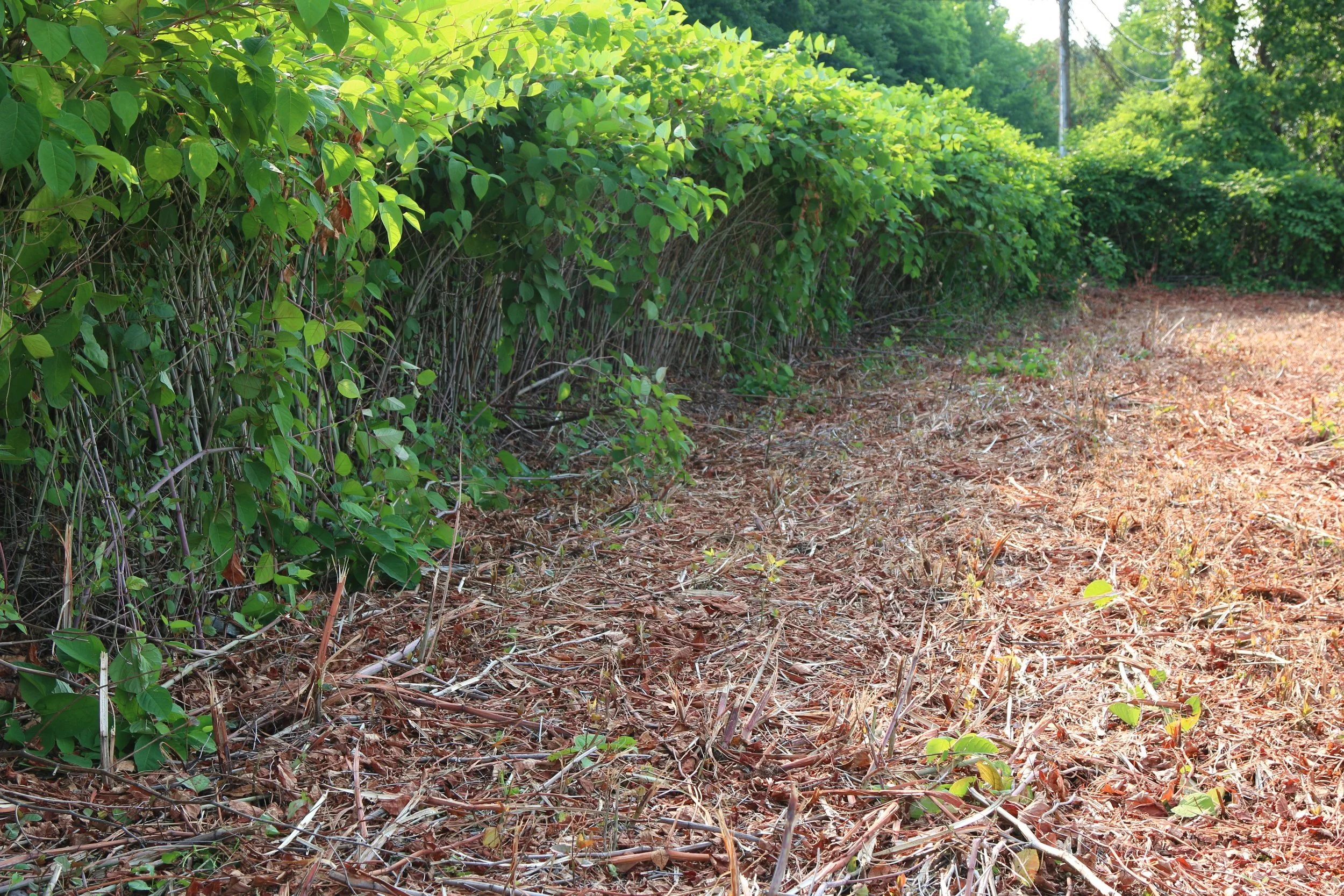 mowed knotweed