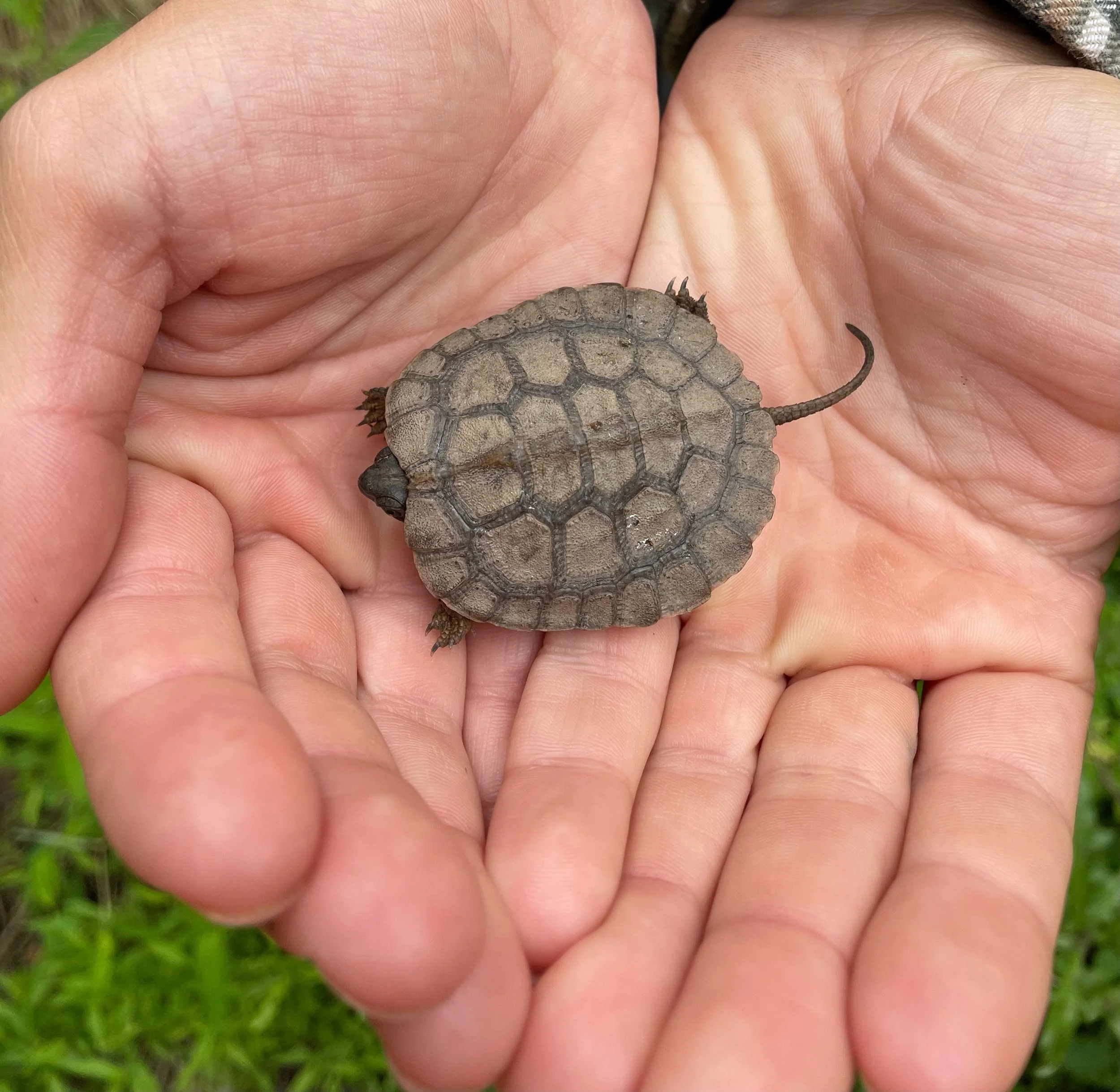 young wood turtle held in hand