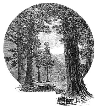 forest of trees with stump in foreground