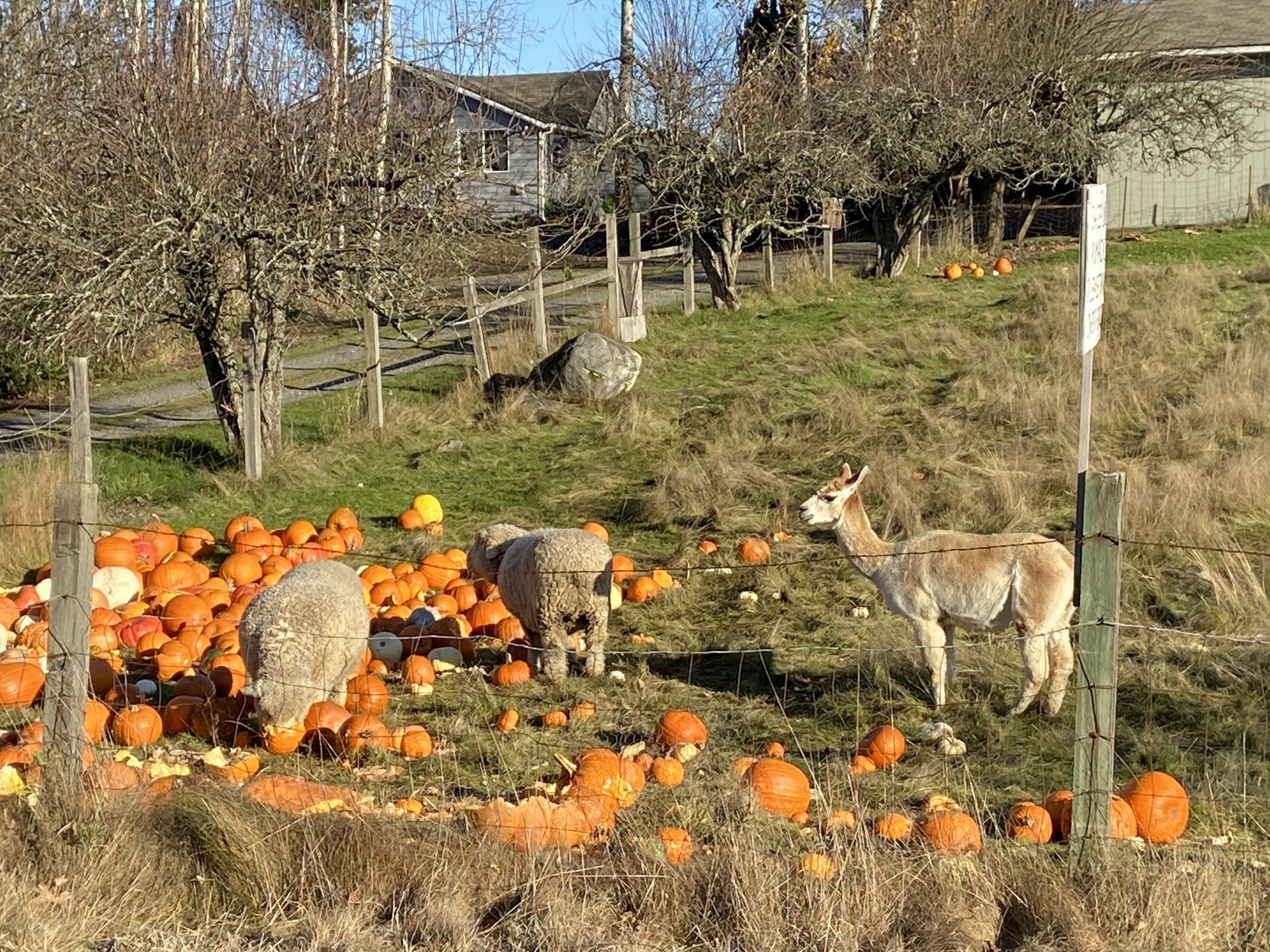 feed pumpkins to farm animals