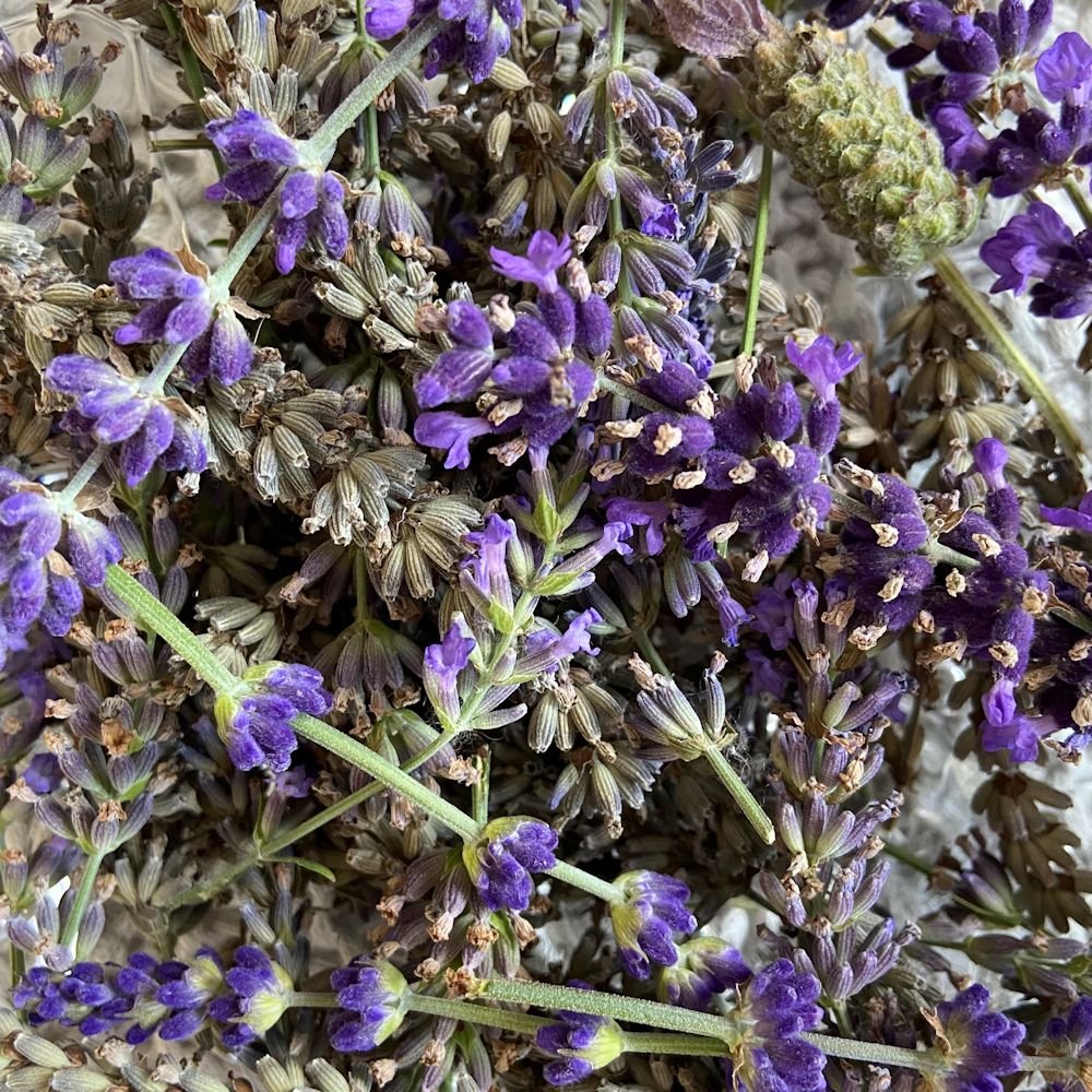 Dried Lavender Decor | forum.iktva.sa