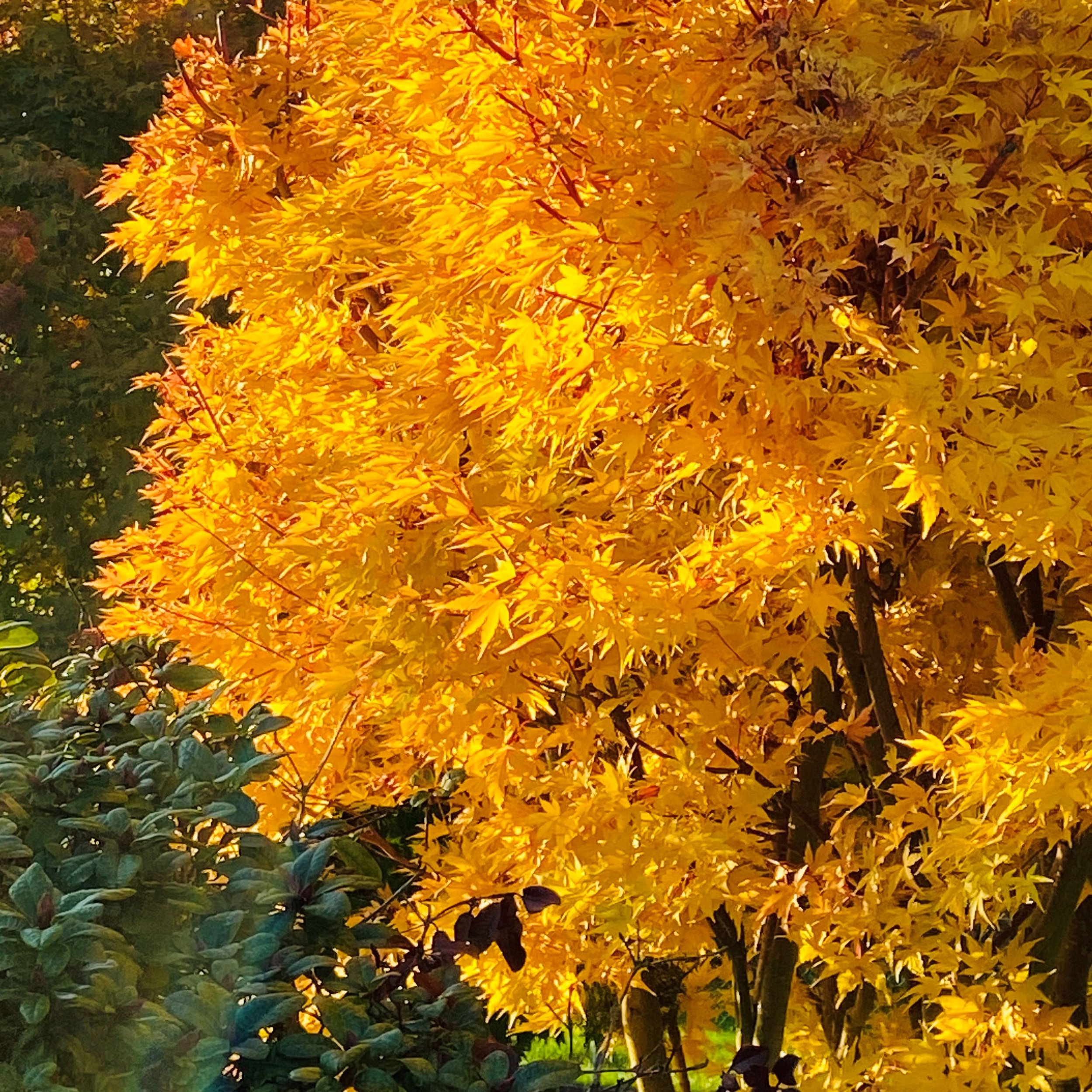gold yellow fall maple tree