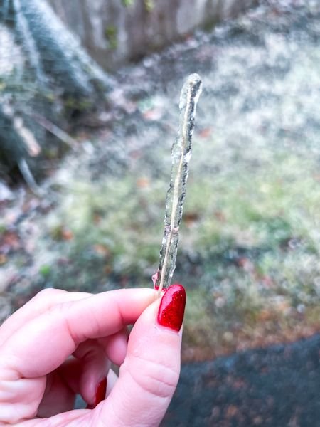 ice covered stem