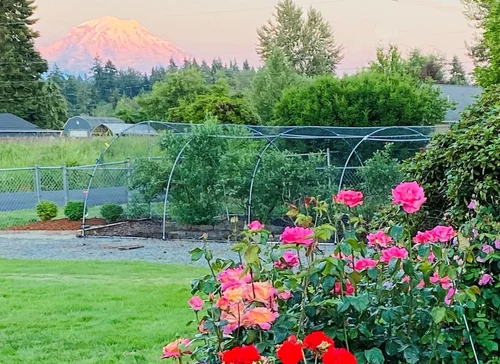 DIY Blueberry Cover with PVC Pipe and Netting — Spruce & Fjell