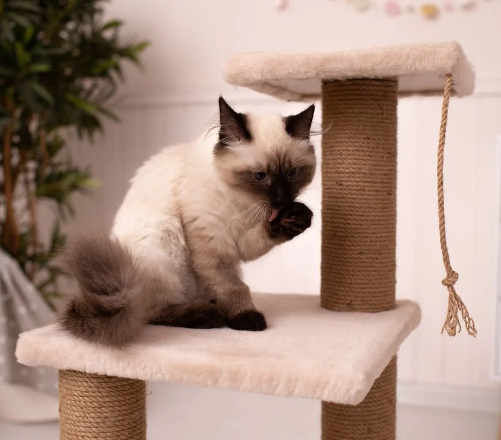 Repair Cat Tree — Spruce & Fjell