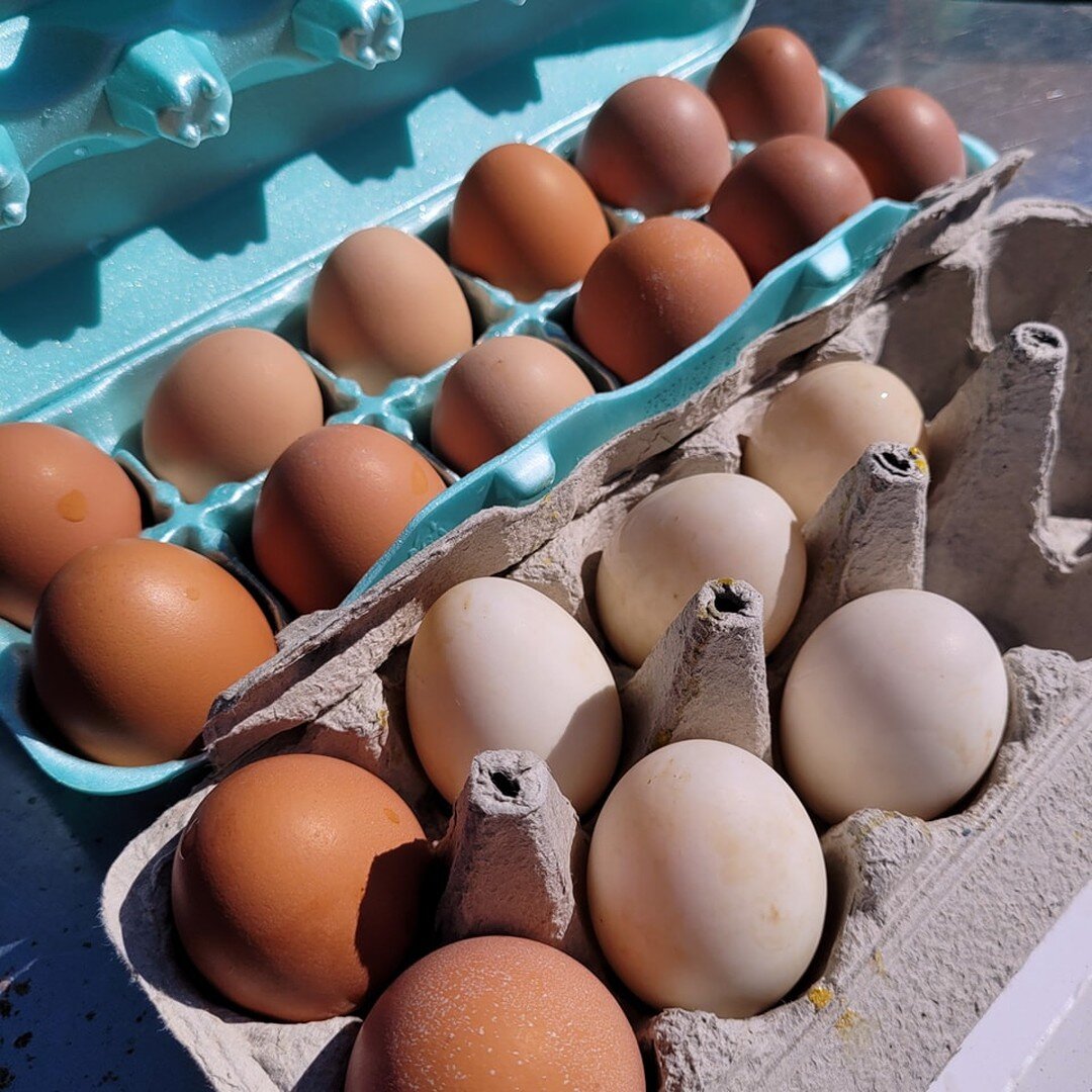 So exciting news for the kids and family, we now have eggs producing here. The egg selves at the store have been empty, now we don't have to worry, how awesome is this. The kids and family have been taking care of these guys all together for the past