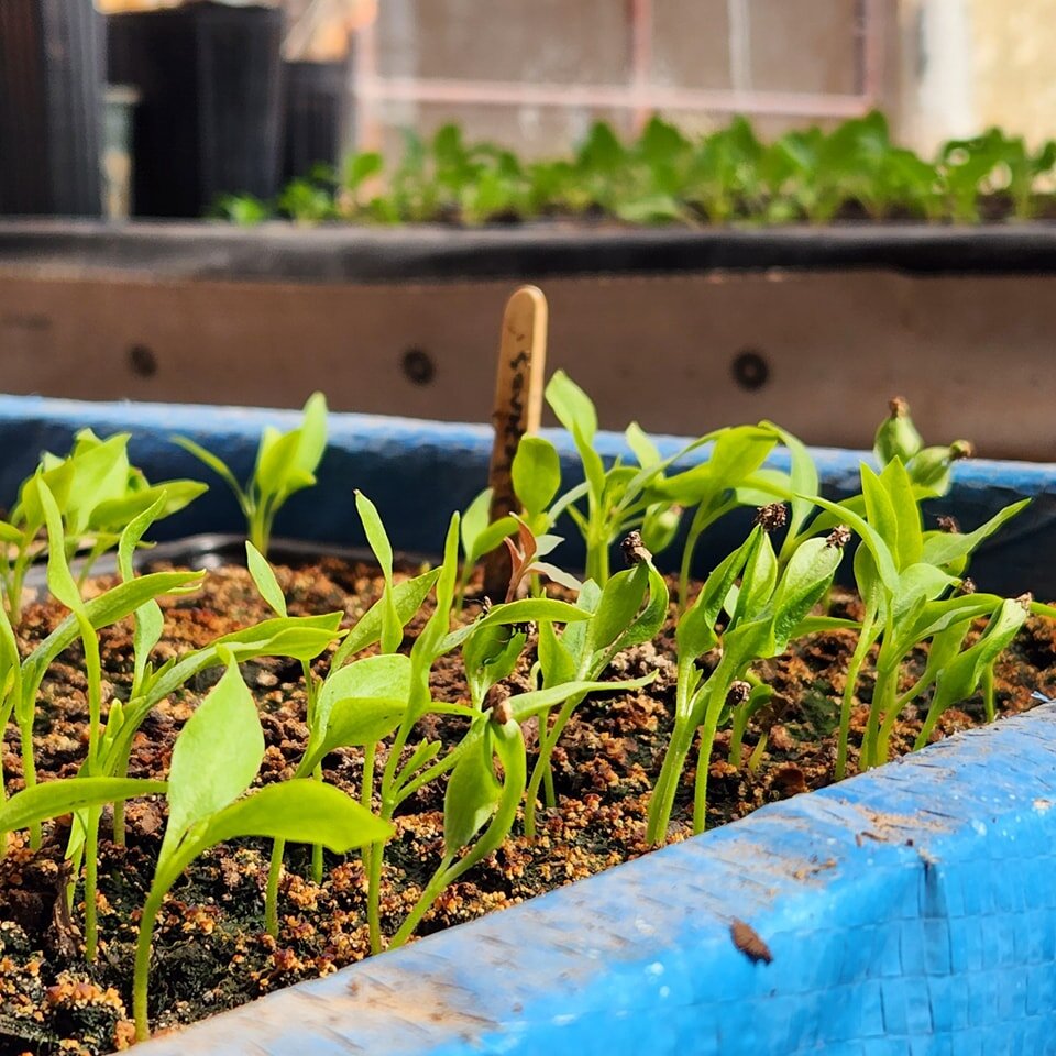 Ready for another season of learning, growing, and healing! 🌱🌻🌦

#chishiefarms #navajonation #leuppaz #plantingseason #excited #healing #gardening #seedlings #rain #navajoreservation #LCR