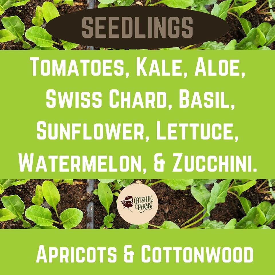 Y&aacute;'&aacute;t'&eacute;&eacute;h ab&iacute;n&iacute;, Good morning! 
Today we will be at the Mother Road Farmers Market in Winslow, AZ. Starting from 9am-1pm, looking forward to seeing new &amp; returning customers. Let's all start planting earl