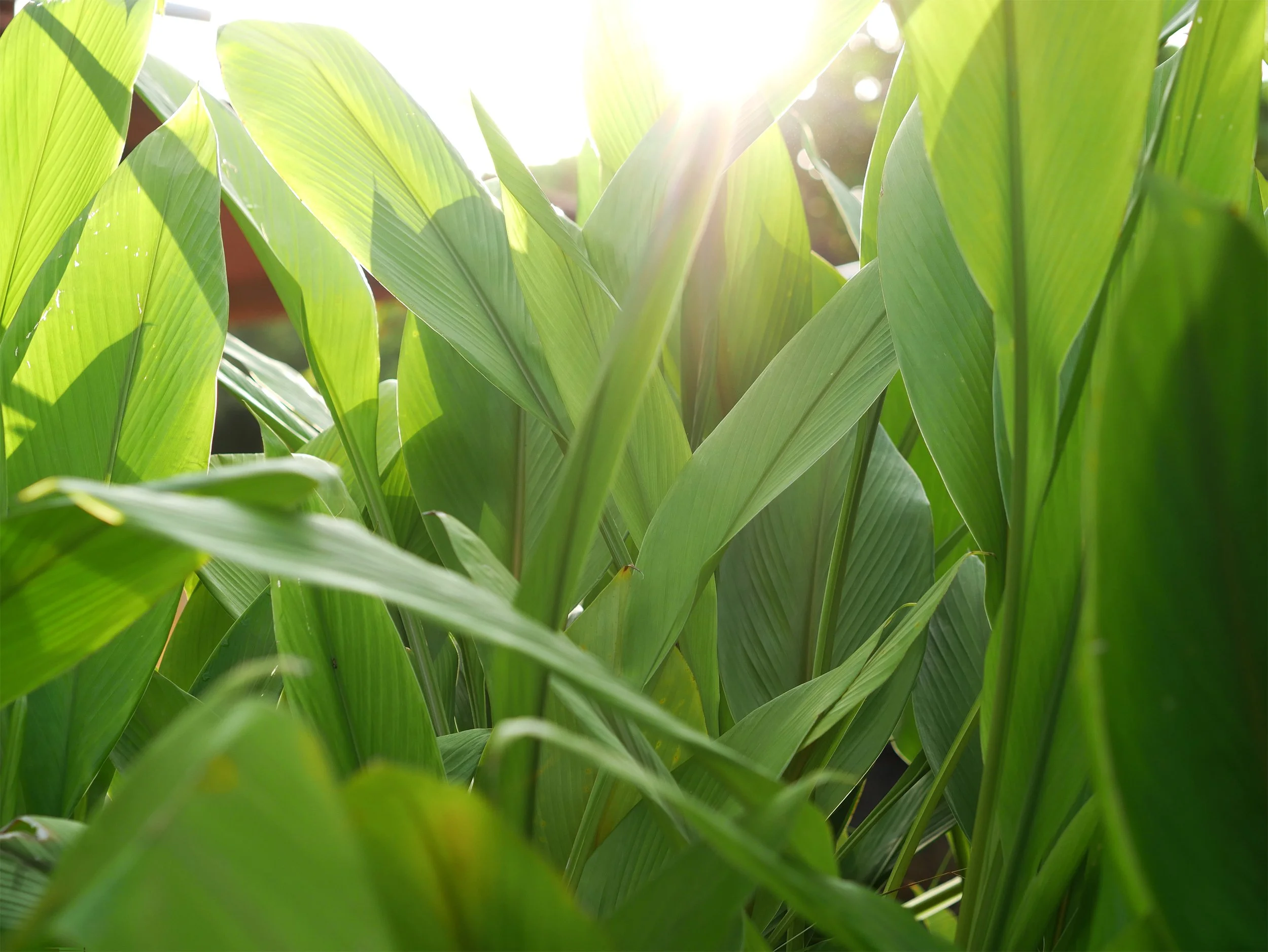 Glowing Evening Sunlight Through Green Leaves.jpg