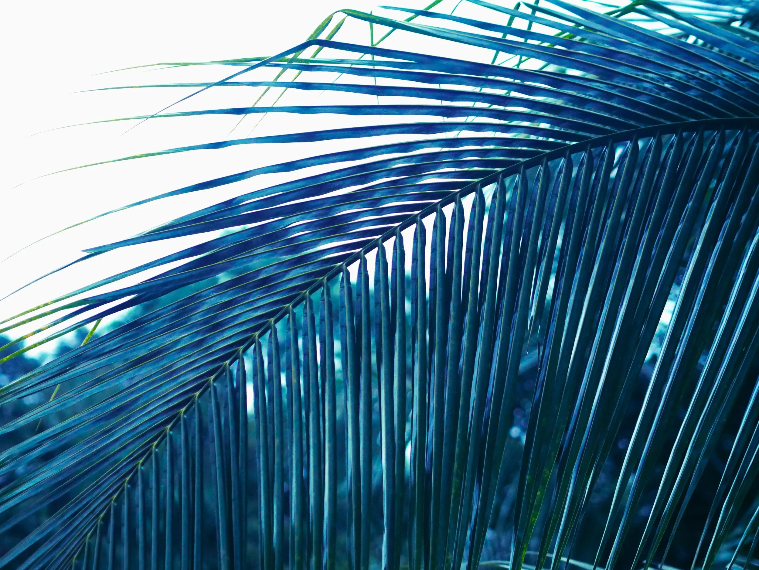 Palm Fronds at Twilight Lines Nature Geometric Art.JPG