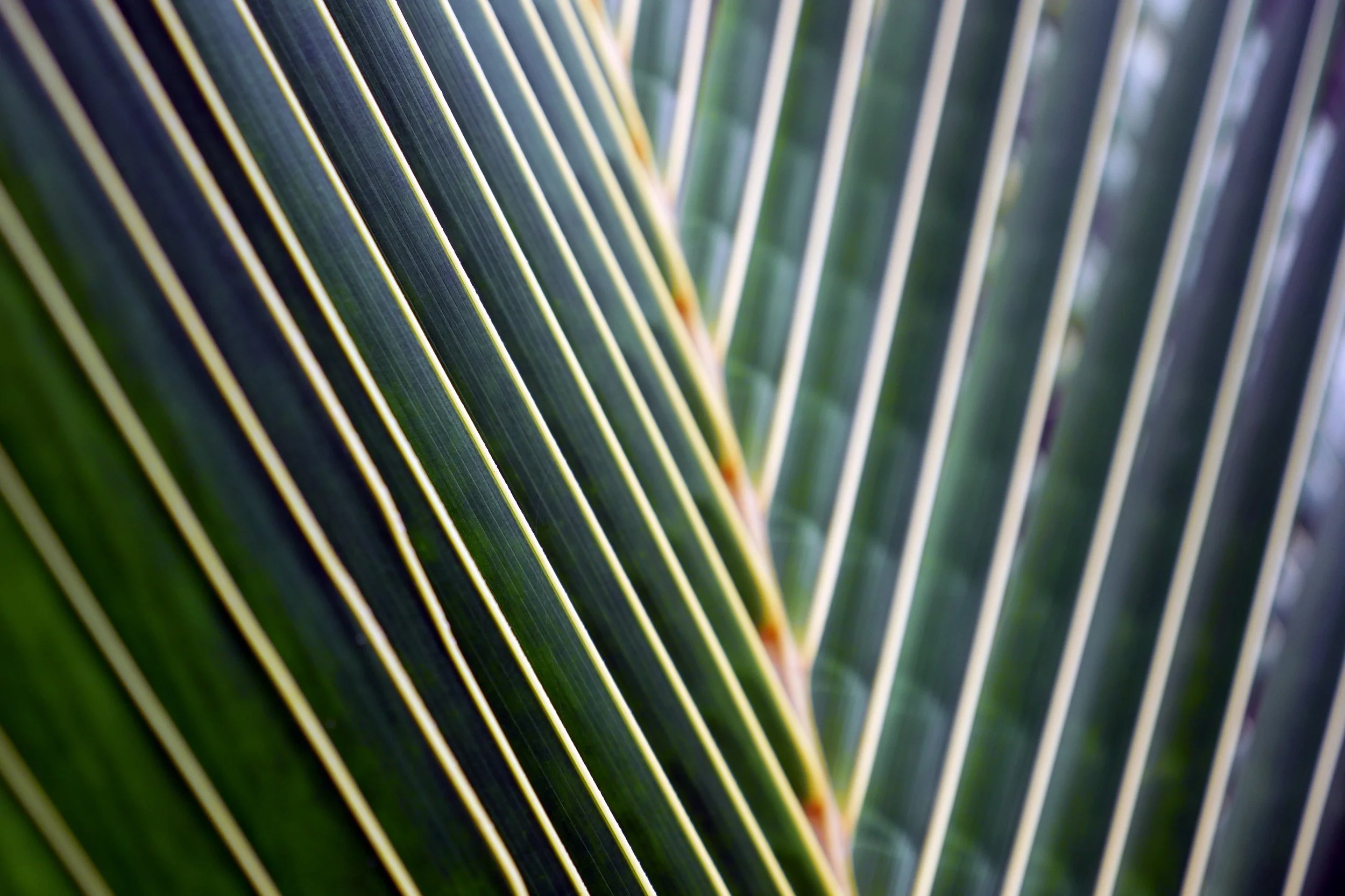 Abstract Sage Green Angled Lines in Nature.jpg